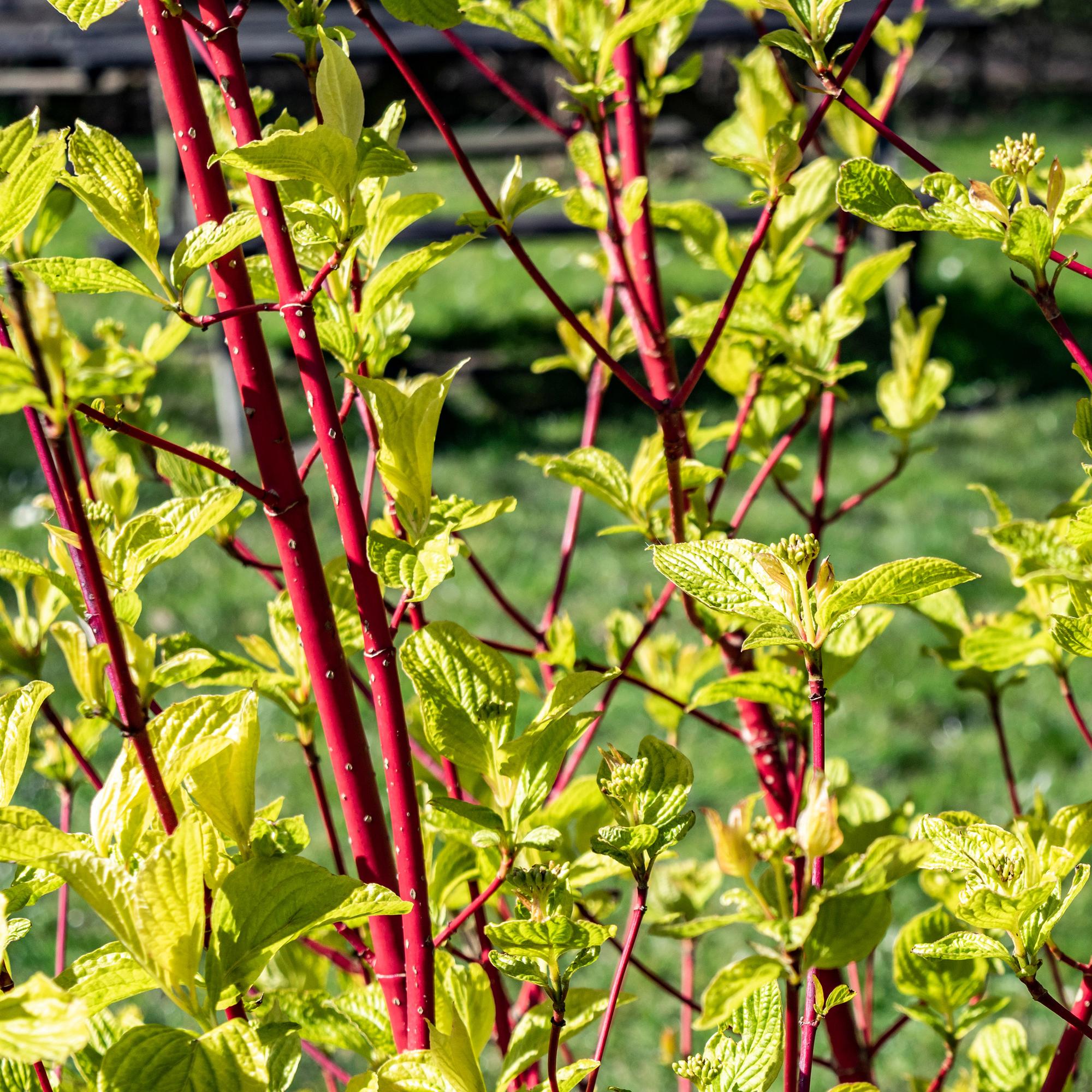 Cornus sibirica – laubabwerfender Zierstrauch, rote Zweige, 17 cm Topf, 45 cm