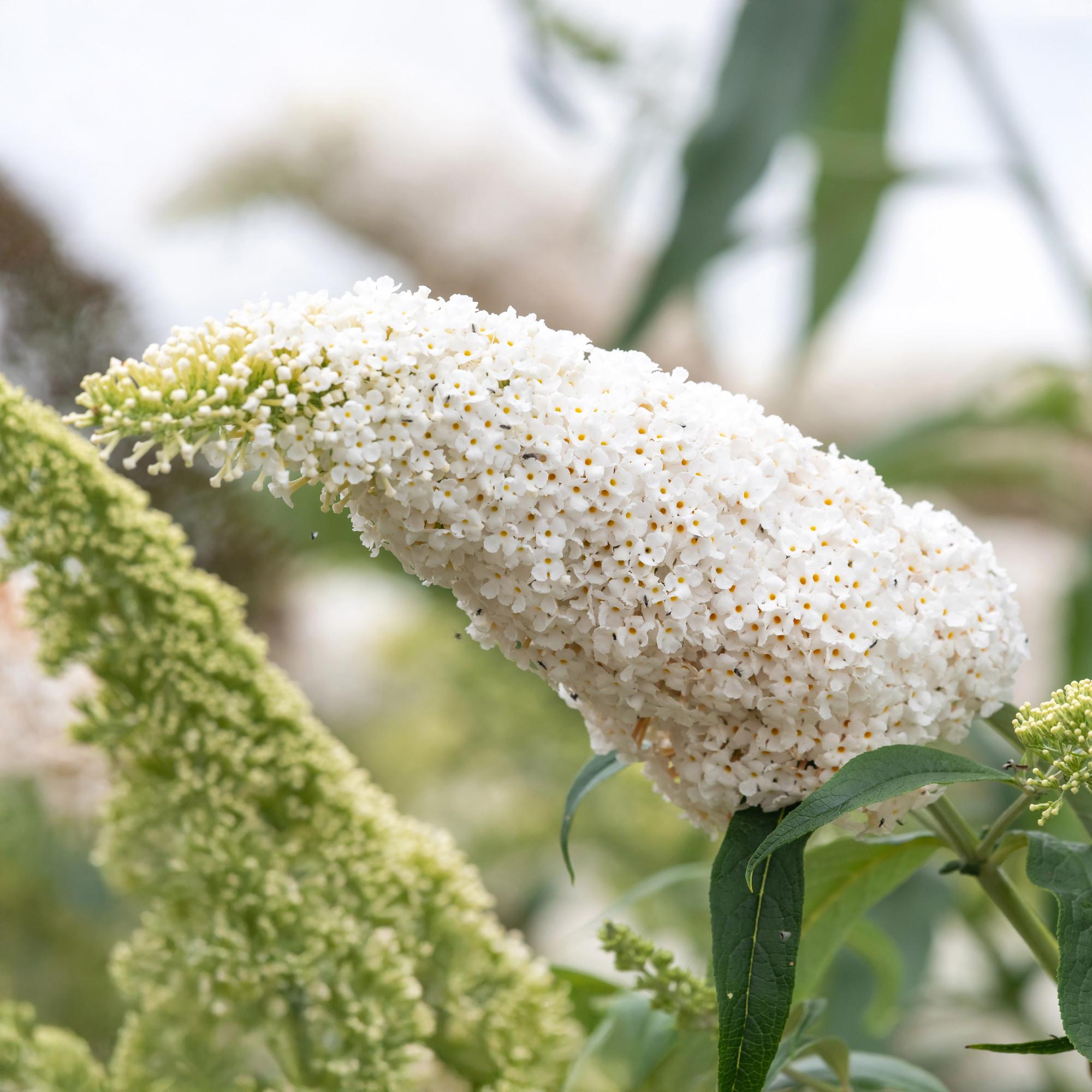 Butterfly bush 'White Profusion' – 1 plant, white flowering, 17 cm pot, 25 cm tall