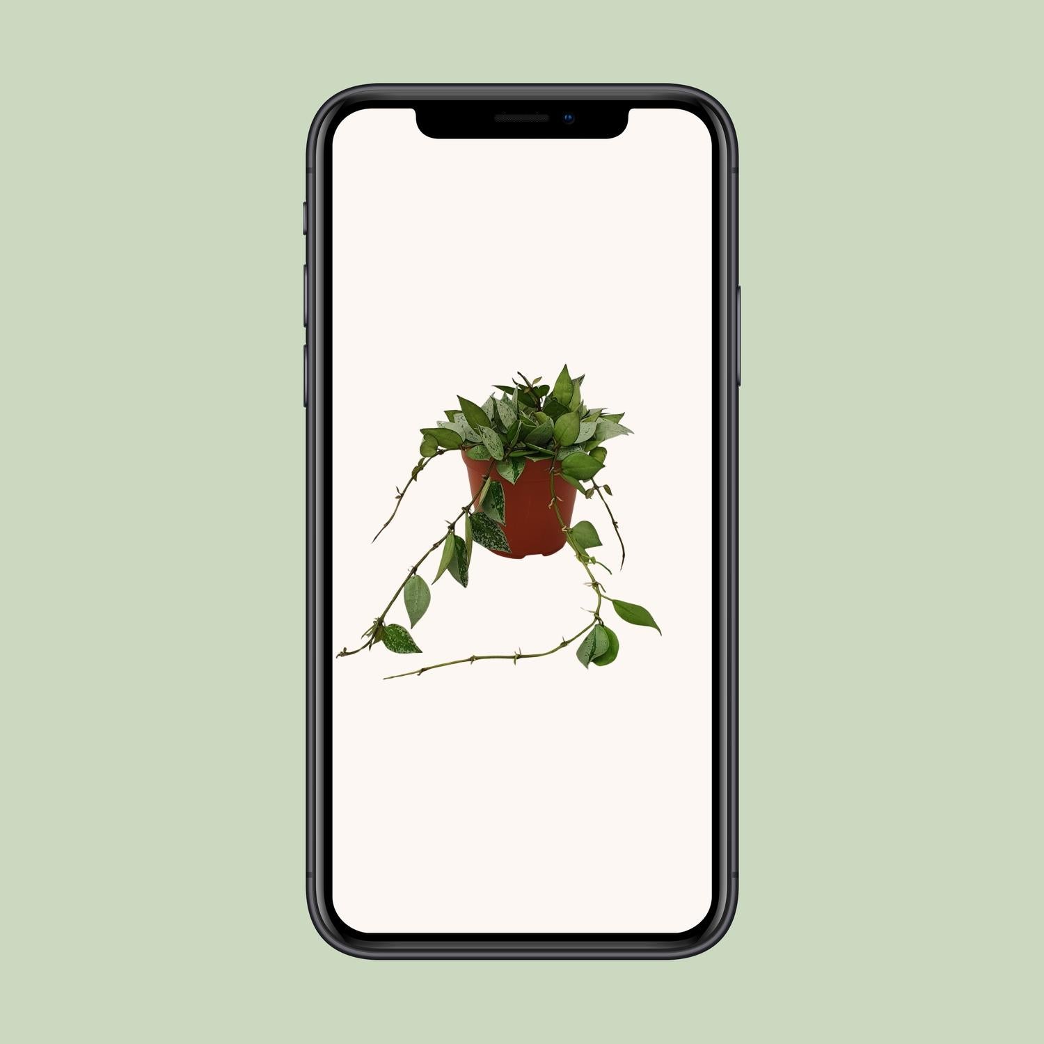 Hoya Krohniana 'Eskimo' – Wasbloem - 12 cm pot, 15 cm hoog