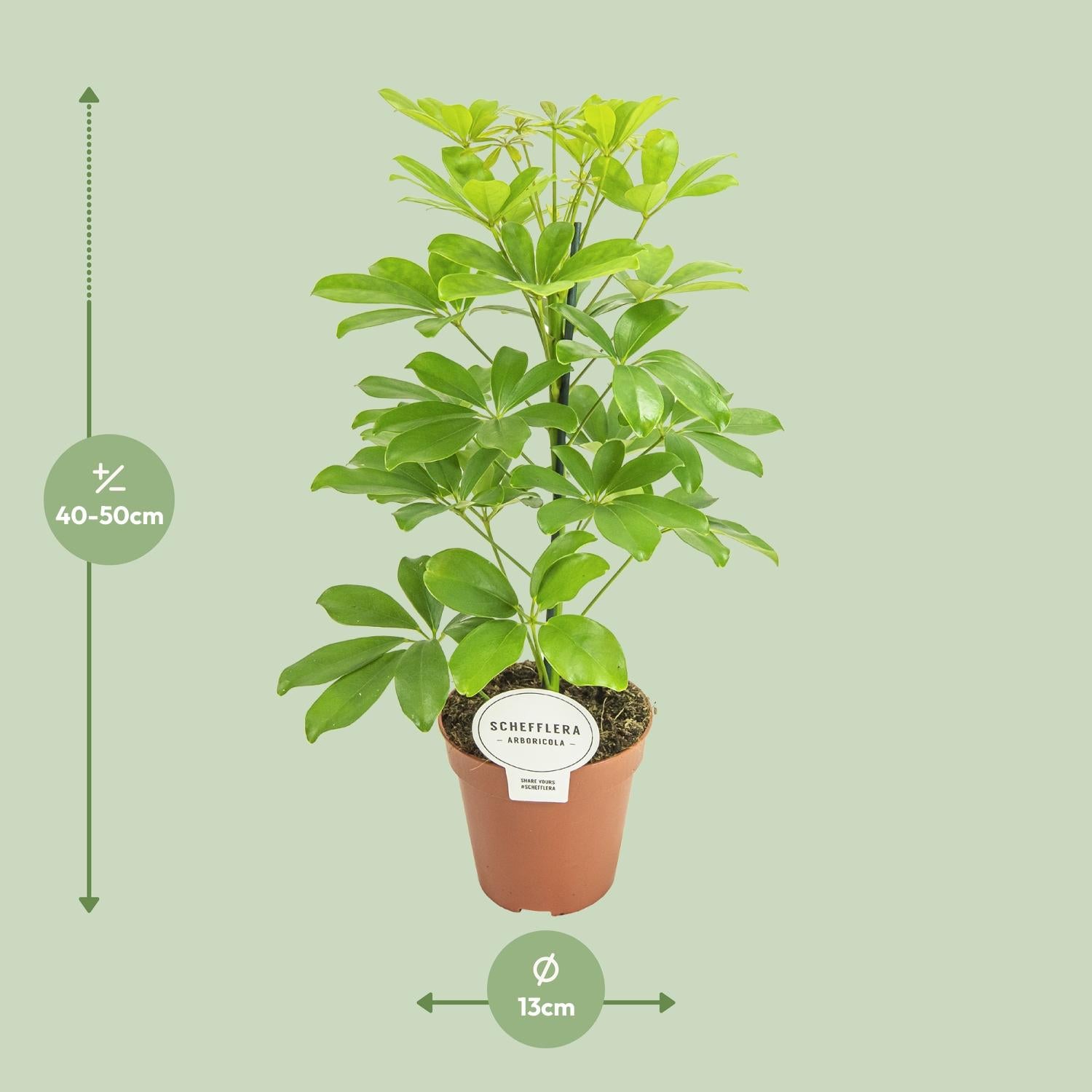 Schefflera Nora – Umbrella Tree - 35-45 cm