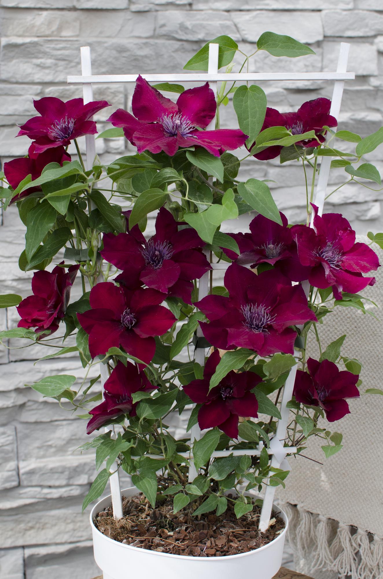 Clematis ‘Nubia’ (Evison-Serie) – rotblühende Clematis, Ø15 cm, 65 cm hoch