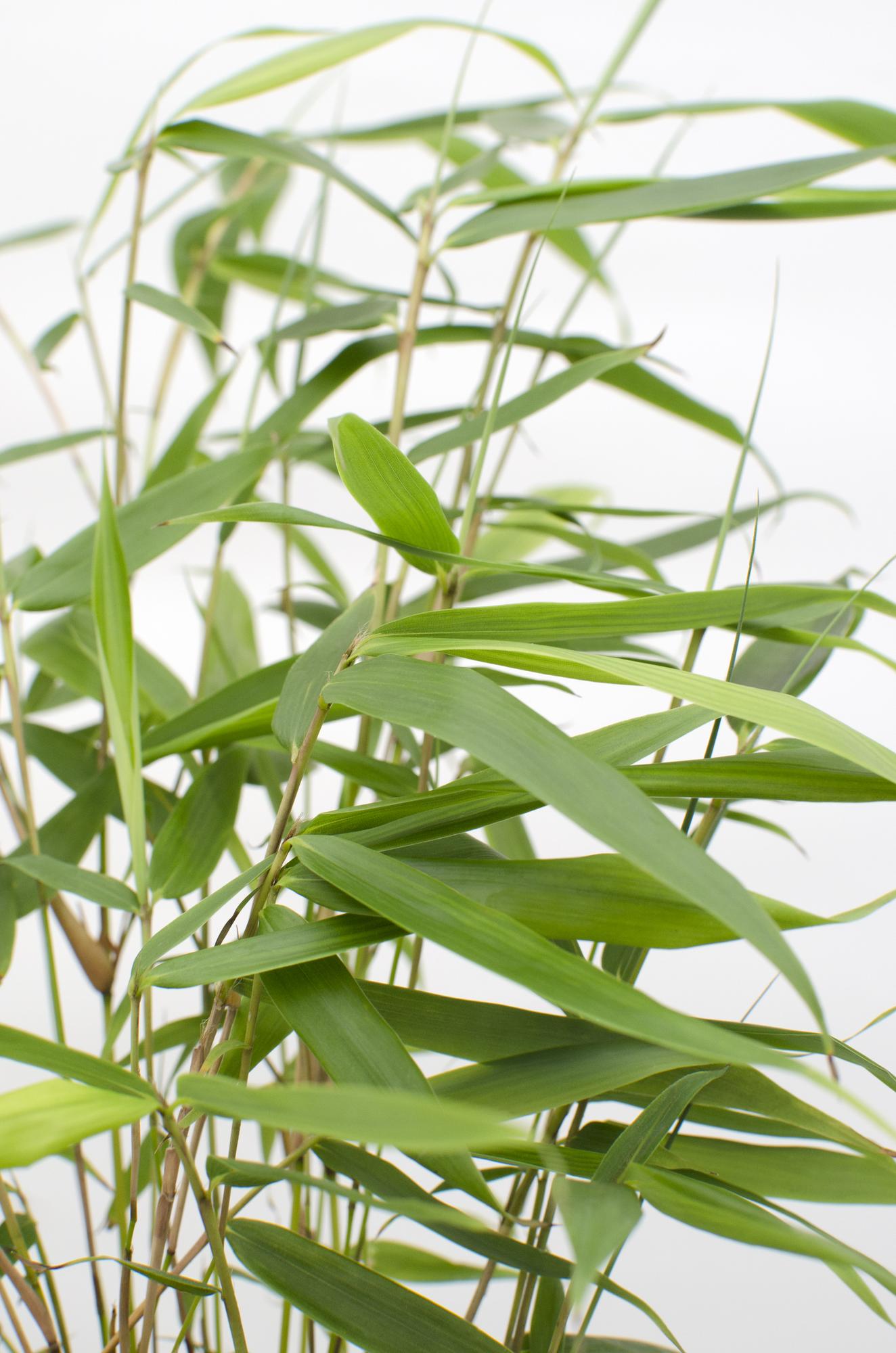 Bamboo 'Pingwu' – hardy Fargesia robusta, 14 cm pot, 40 cm tall