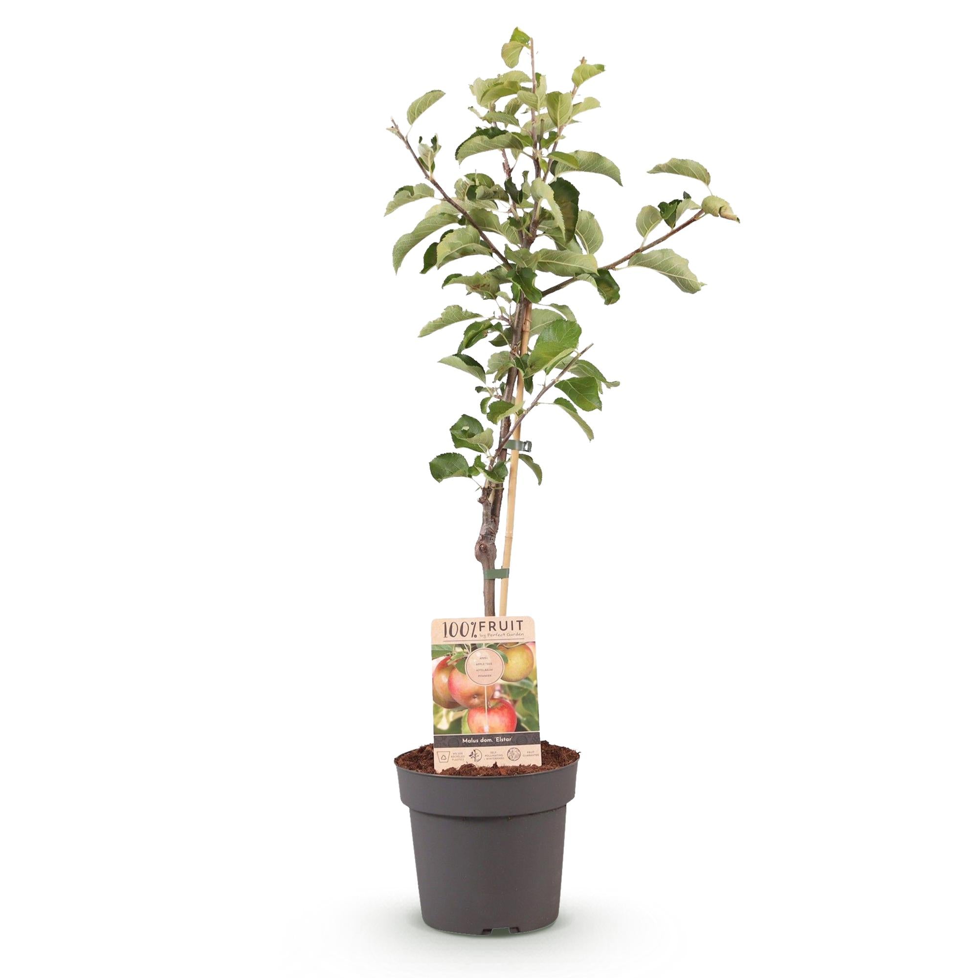 Apple tree “Elstar” – in a pot, 90 cm tall