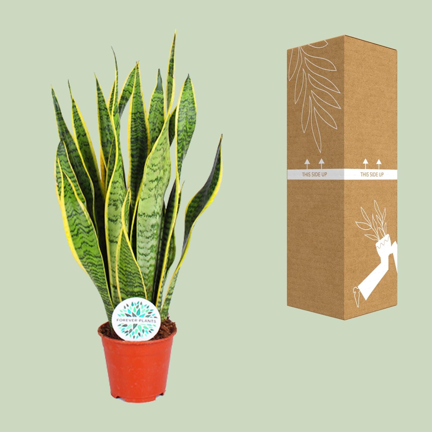 Sansevieria Trifasciata Laurentii – Bowstring Hemp - 40-84 cm