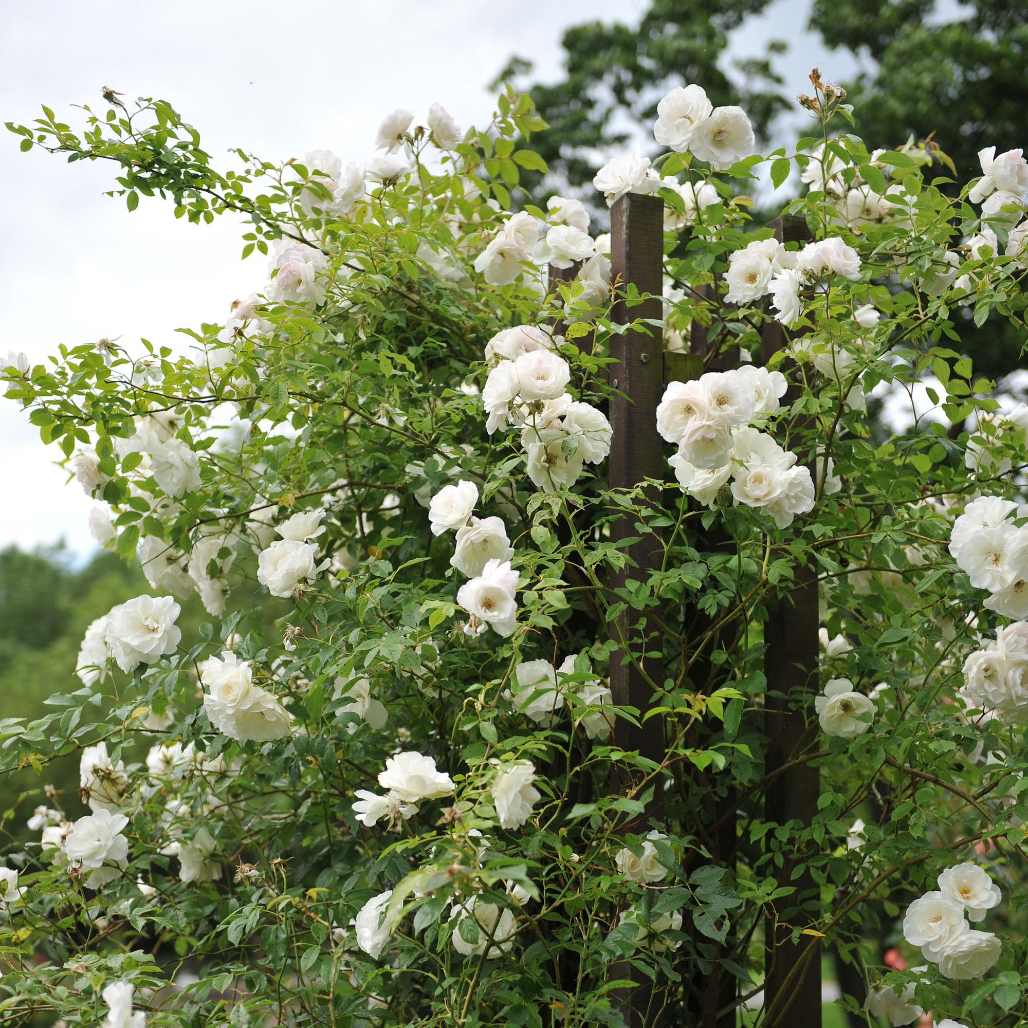 Climbing rose 'White Climber' – white flowers, easy to care for, 2 plants in an 11 cm pot, 40 cm tall