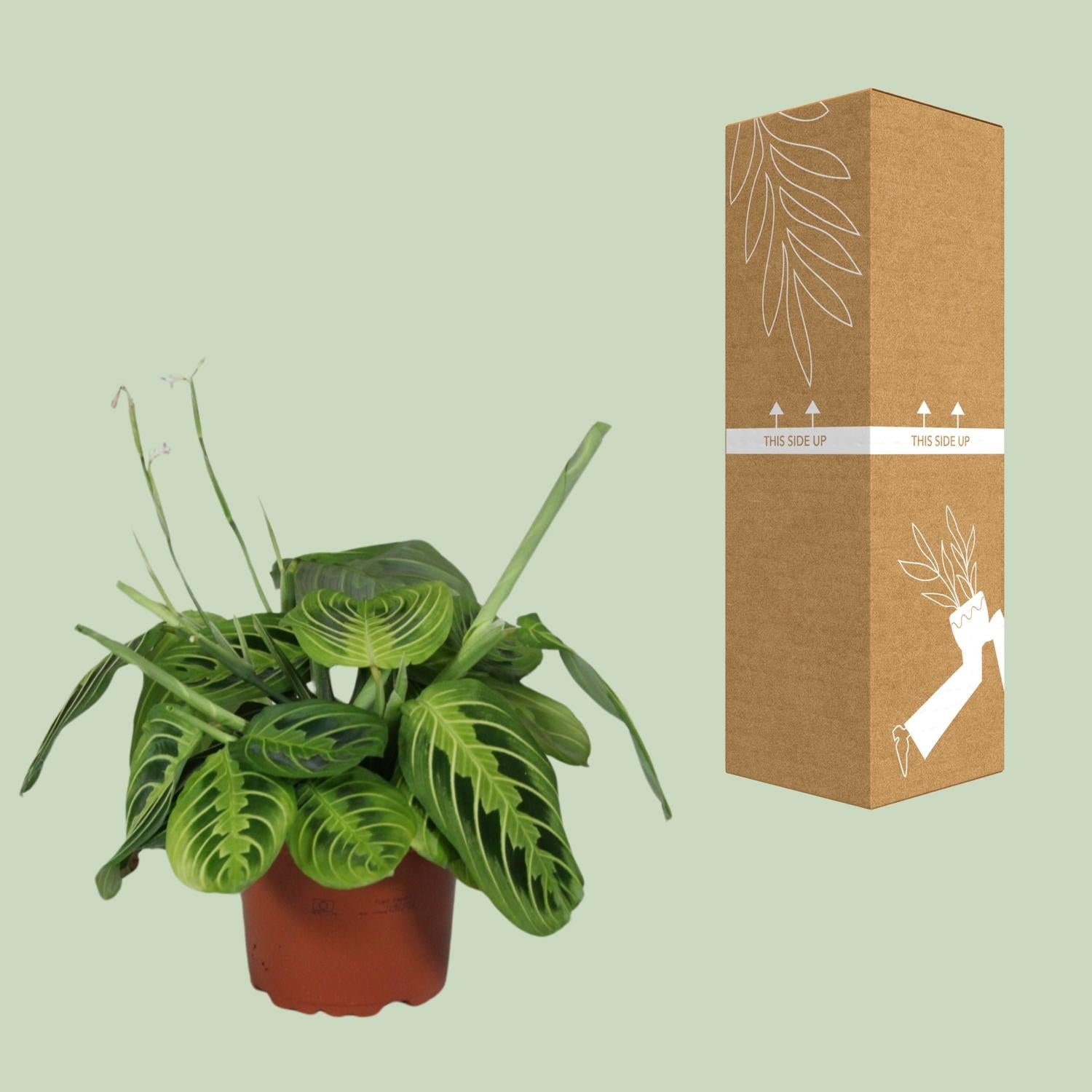 Maranta Leuconeura 'Fascinator Lemon Lime' – Arrowroot - 12cm pot, 30cm tall