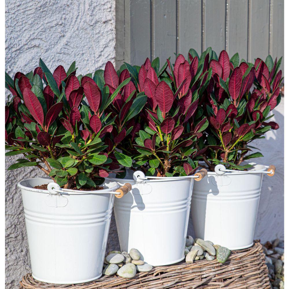 Rhododendron 'Wine & Roses' – groenblijvend, potmaat 13 cm, hoogte 20 cm
