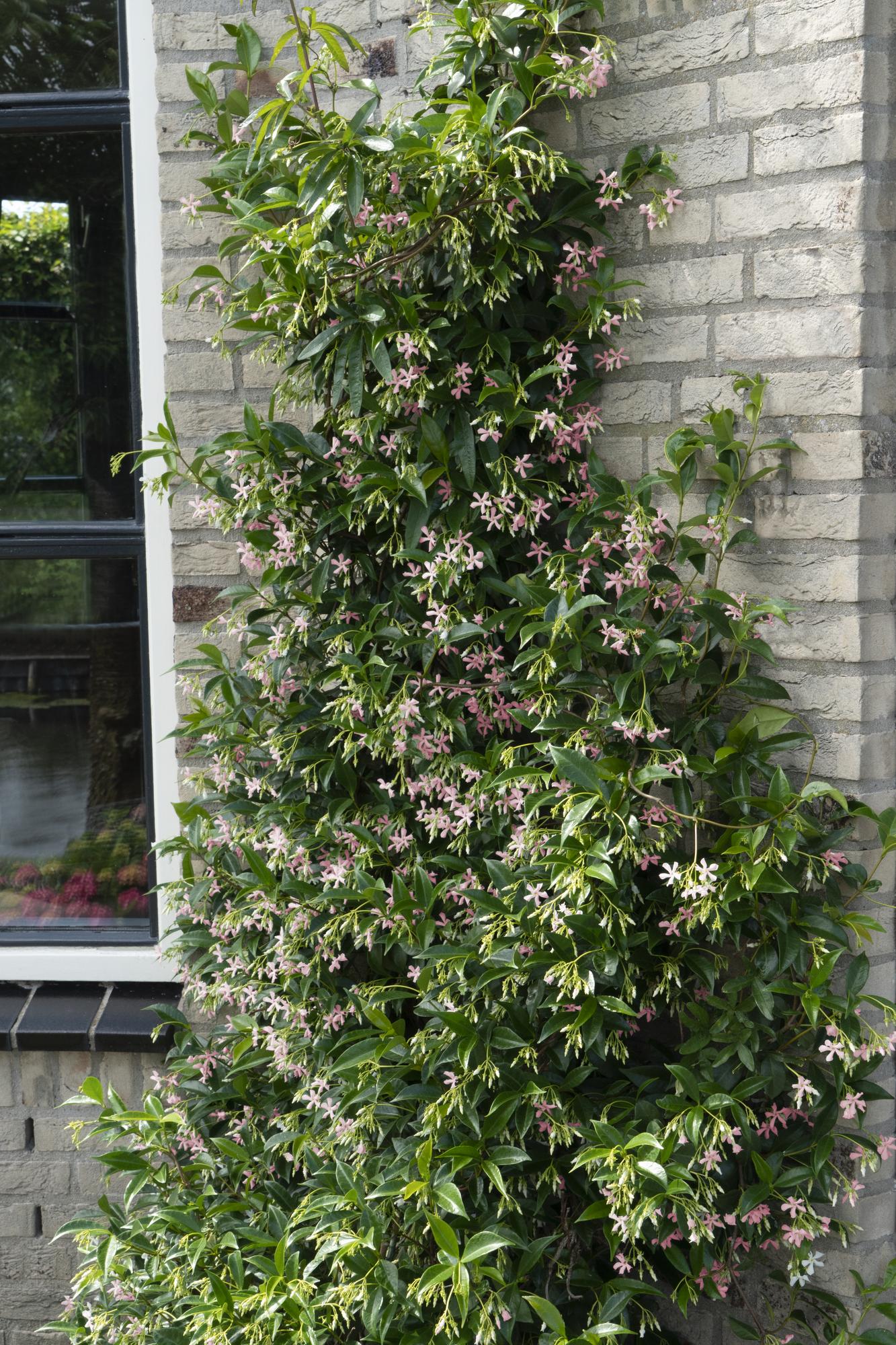 Tuscan Jasmine 'Star of Ibiza' – pink flowers, evergreen, 15 cm pot, 65 cm tall