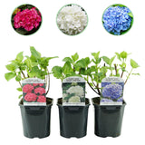 Hydrangea 'Tricolour' – Tricolour flower, set of 3, easy to care for, 17 cm pot, 30 cm high