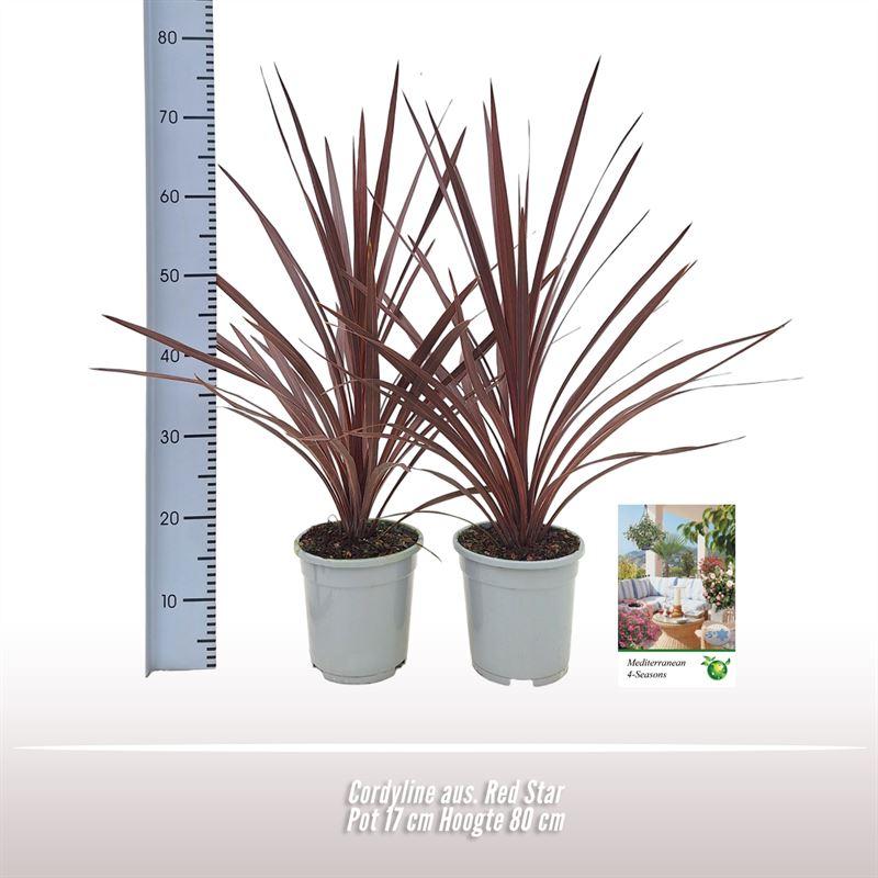 Cordyline australis 'Red Star' – 1 plant, pot 17 cm, hoogte ca. 80 cm