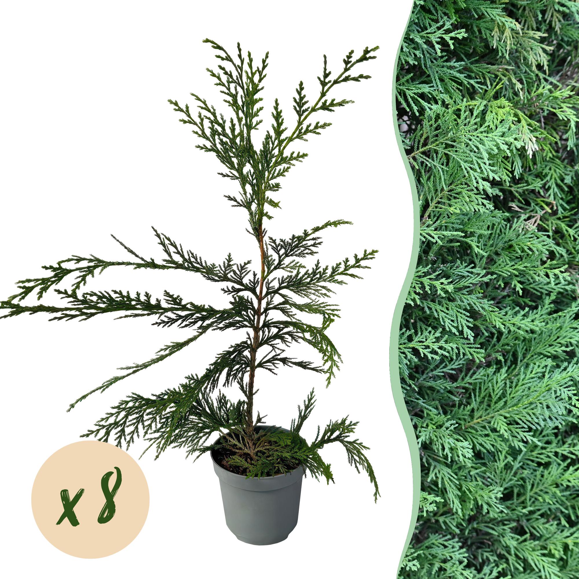 Leyland cypress (Cupressocyparis leylandii) – 8 plants = 1 m hedge, 35–40 cm, evergreen