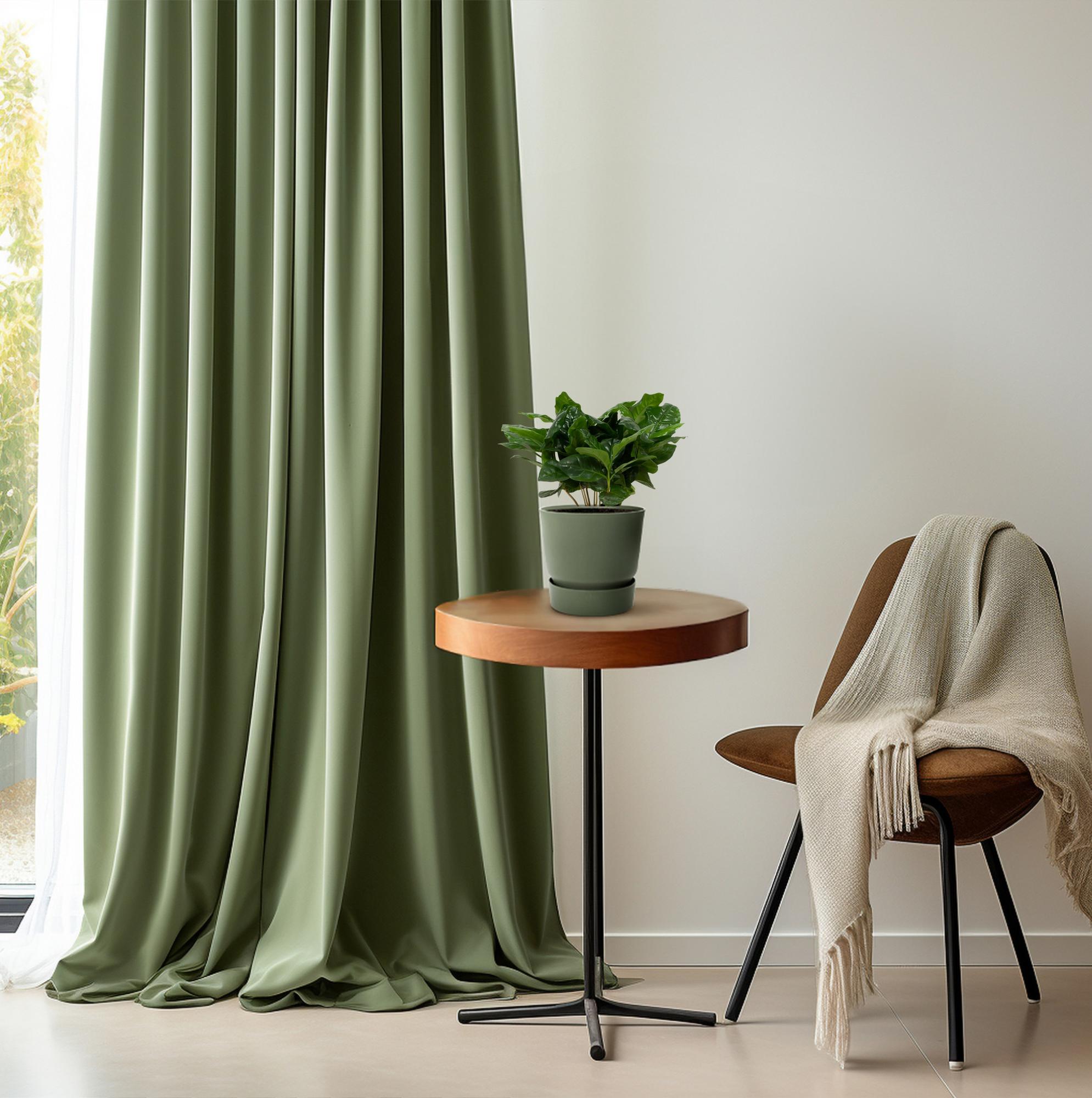 Coffee plant (Coffea arabica) – 22–30 cm