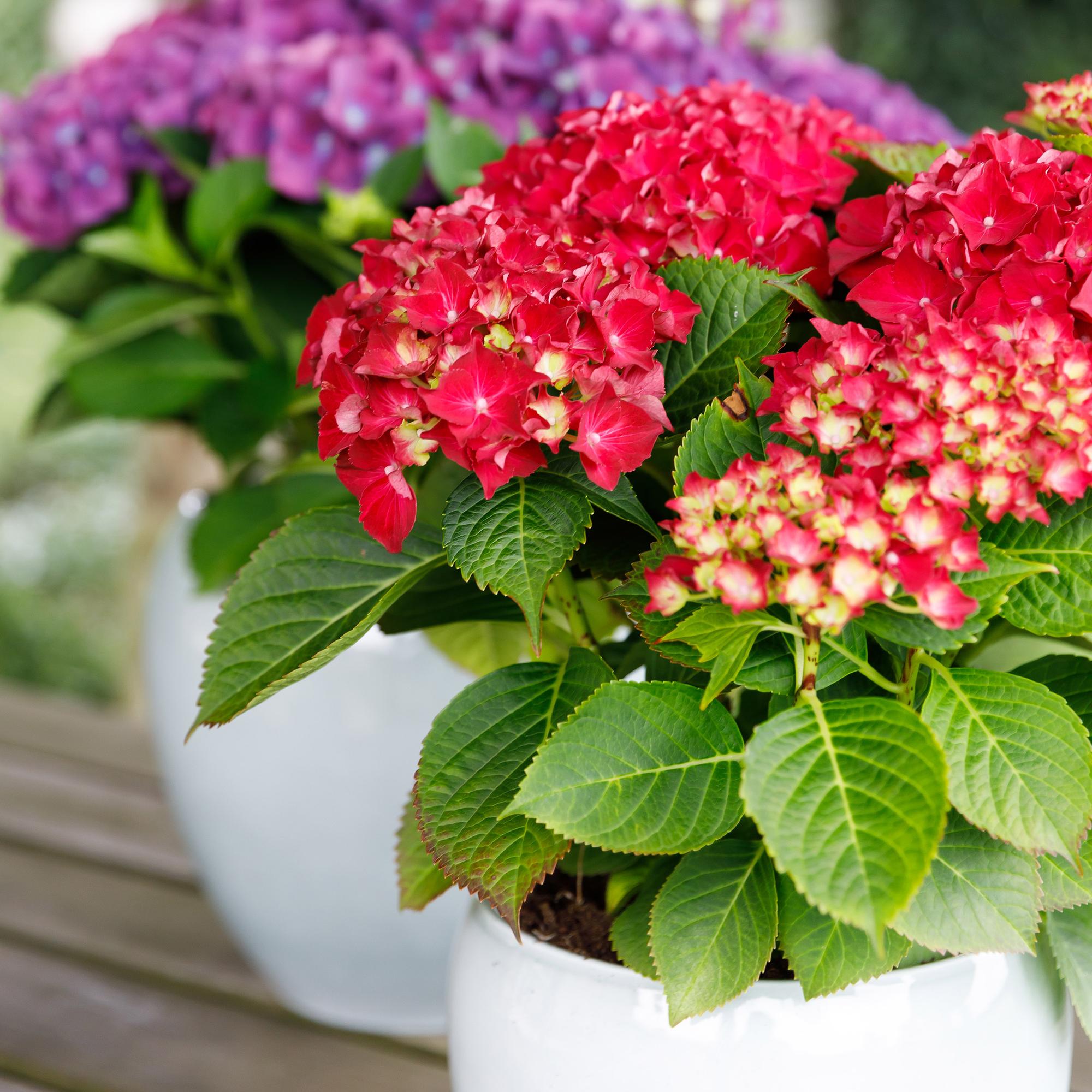 Red Hydrangea “Forever & Ever” – Vigorous flowering variety, 23 cm pot, 55 cm height