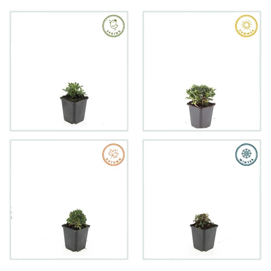 Fingerkraut ‘Nuuk’ – robuste Bodendeckerstaude, 9 cm Topf, 10–25 cm