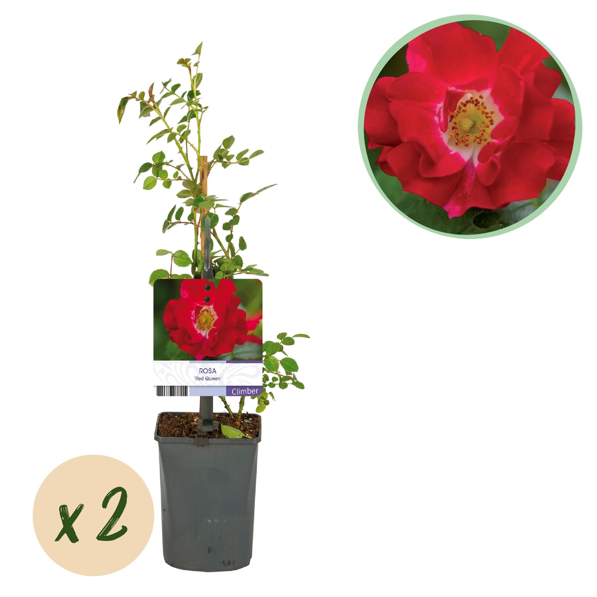 Rosa 'Red Queen' – easy-care climbing rose with red flowers, 2 plants, 11 cm pot, 40 cm height