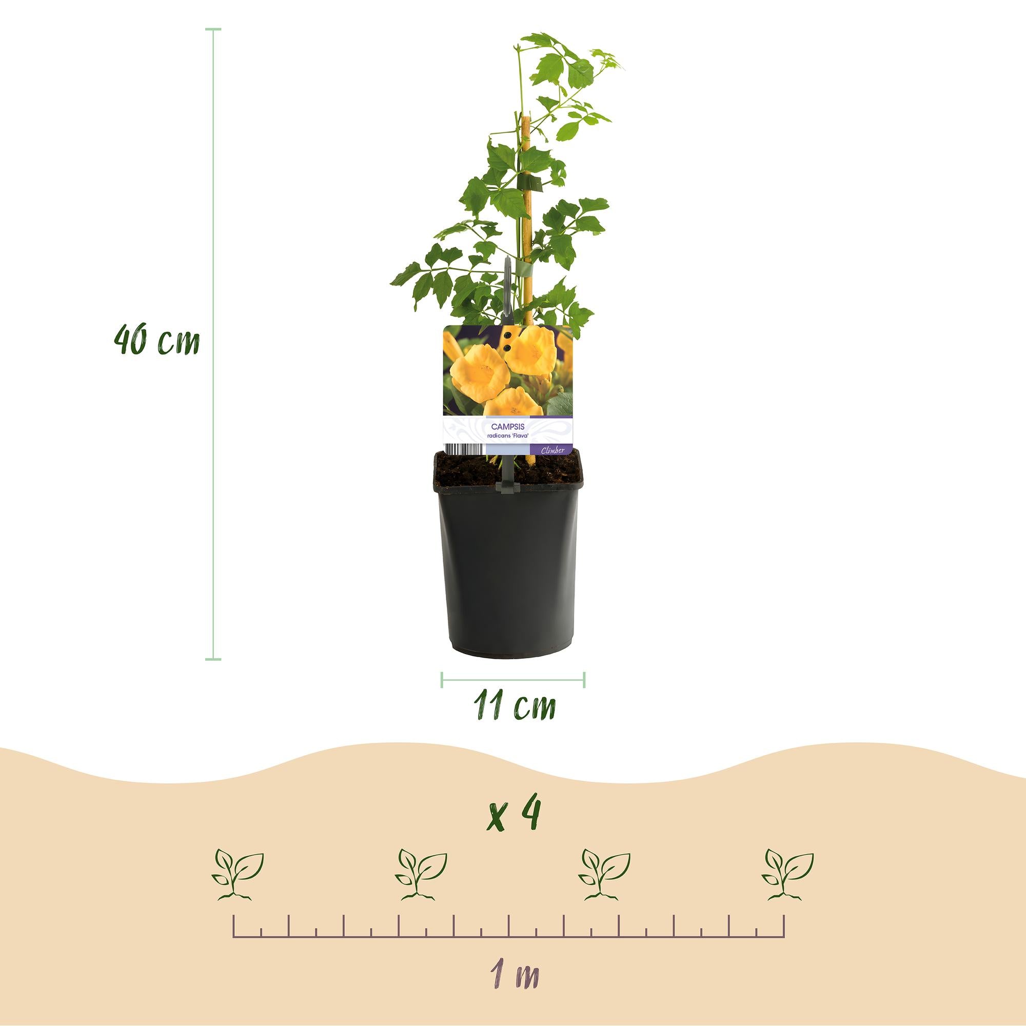 Campsis radicans ‘Flava’ – gelb blühende Trompetenblume, 2 Stück, 11-cm Topf, 40 cm Höhe