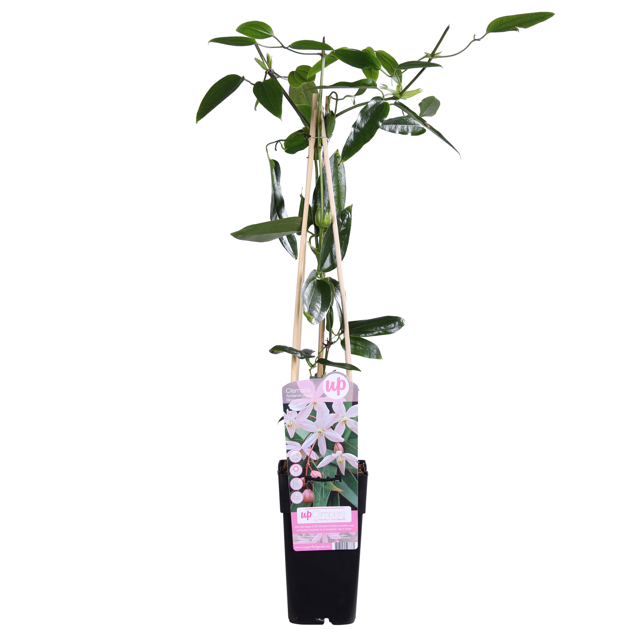 Clematis armandii 'Apple Blossom' – groenblijvende, lichtroze klimplant, potmaat 15 cm, hoogte 65 cm