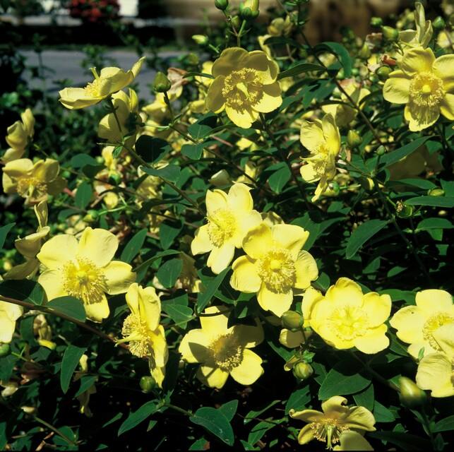 Johanniskraut ‘Hidcote’ – robust und winterhart, 9 cm Topf, 10–25 cm