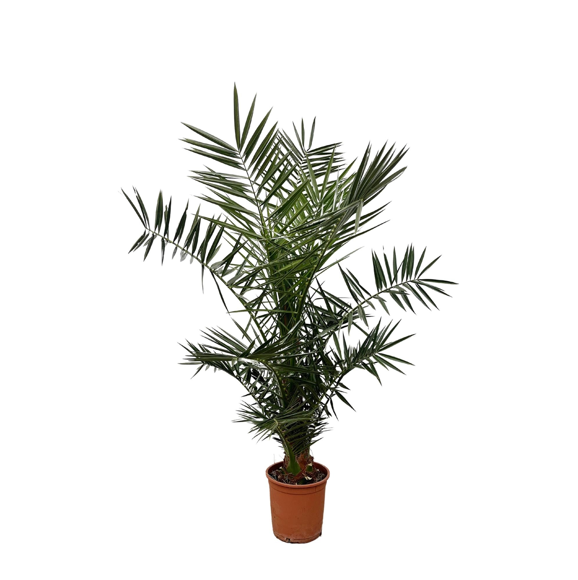 Phoenix Canariensis - 140 cm - 21 cm Topf