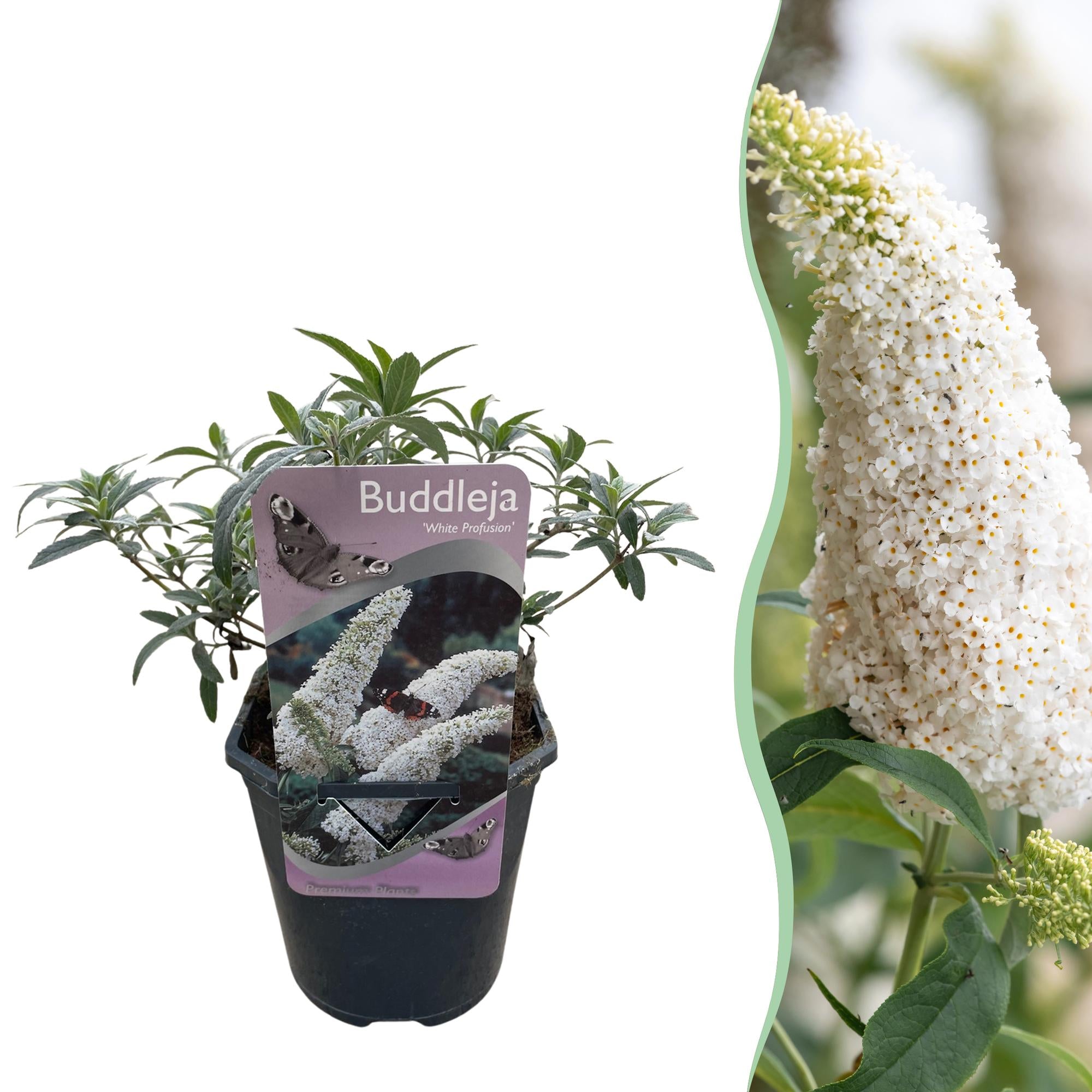 Butterfly bush 'White Profusion' – 1 plant, white flowering, 17 cm pot, 25 cm tall