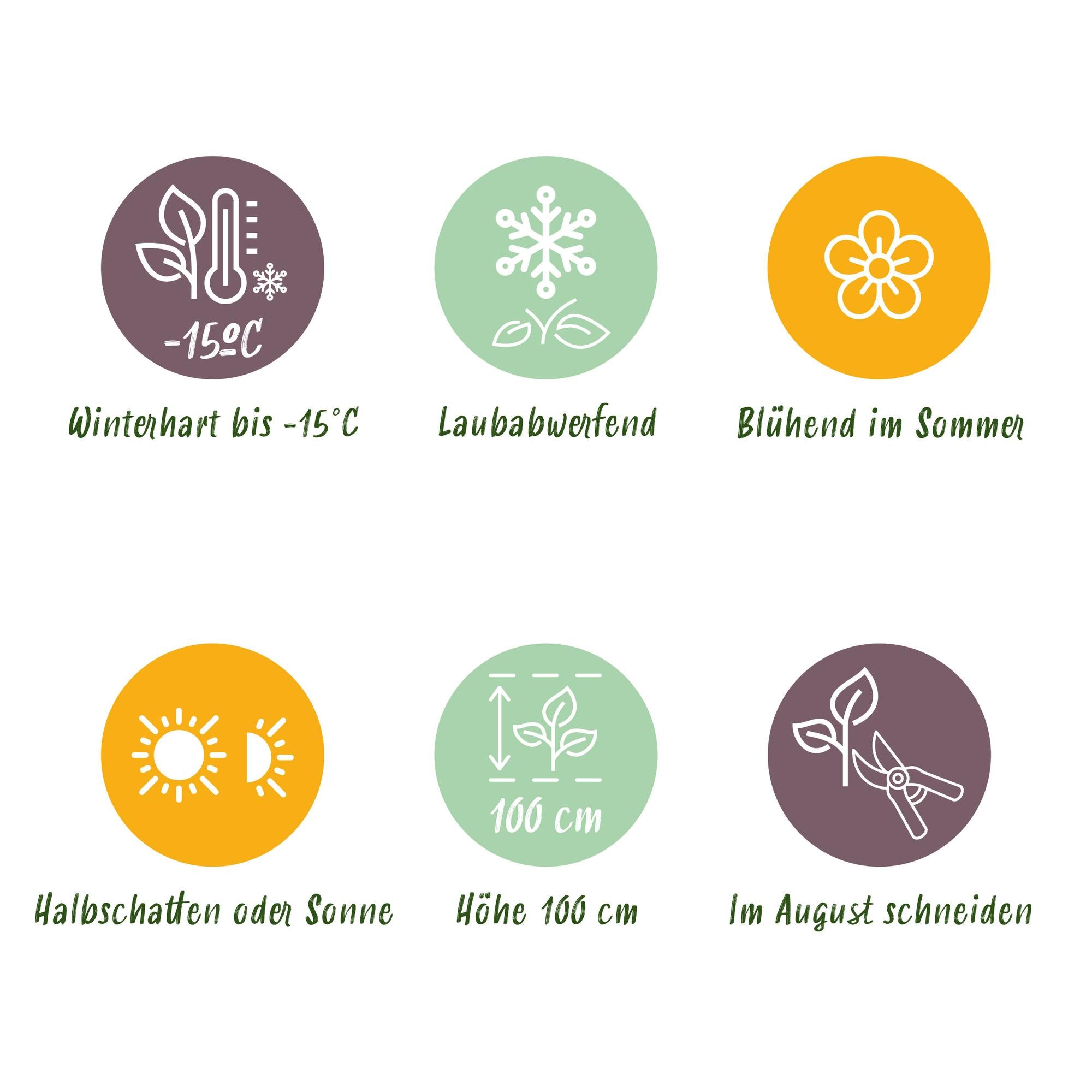 Red Hydrangea “Forever & Ever” – Vigorous flowering variety, 23 cm pot, 55 cm height