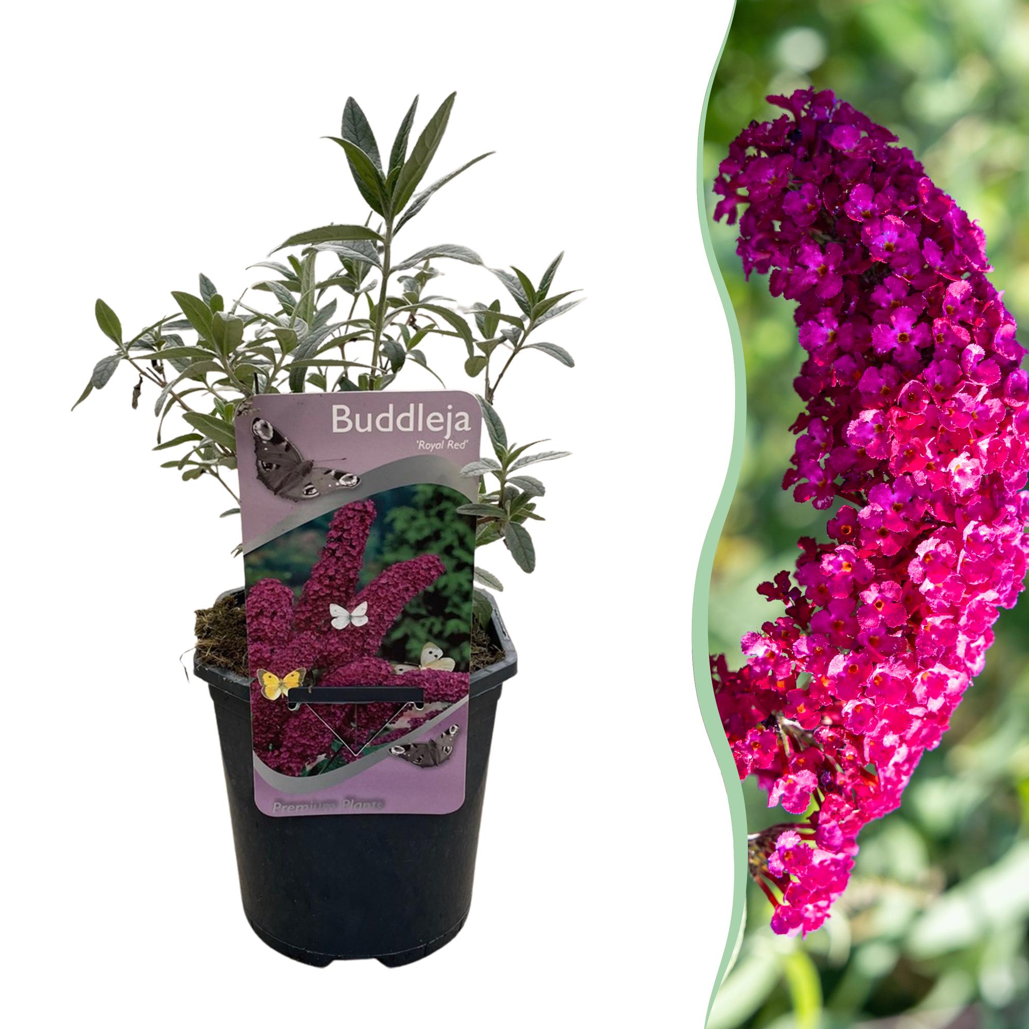 Butterfly bush 'Royal Red' – red flowering, 1 plant, 17 cm pot, 25 cm tall
