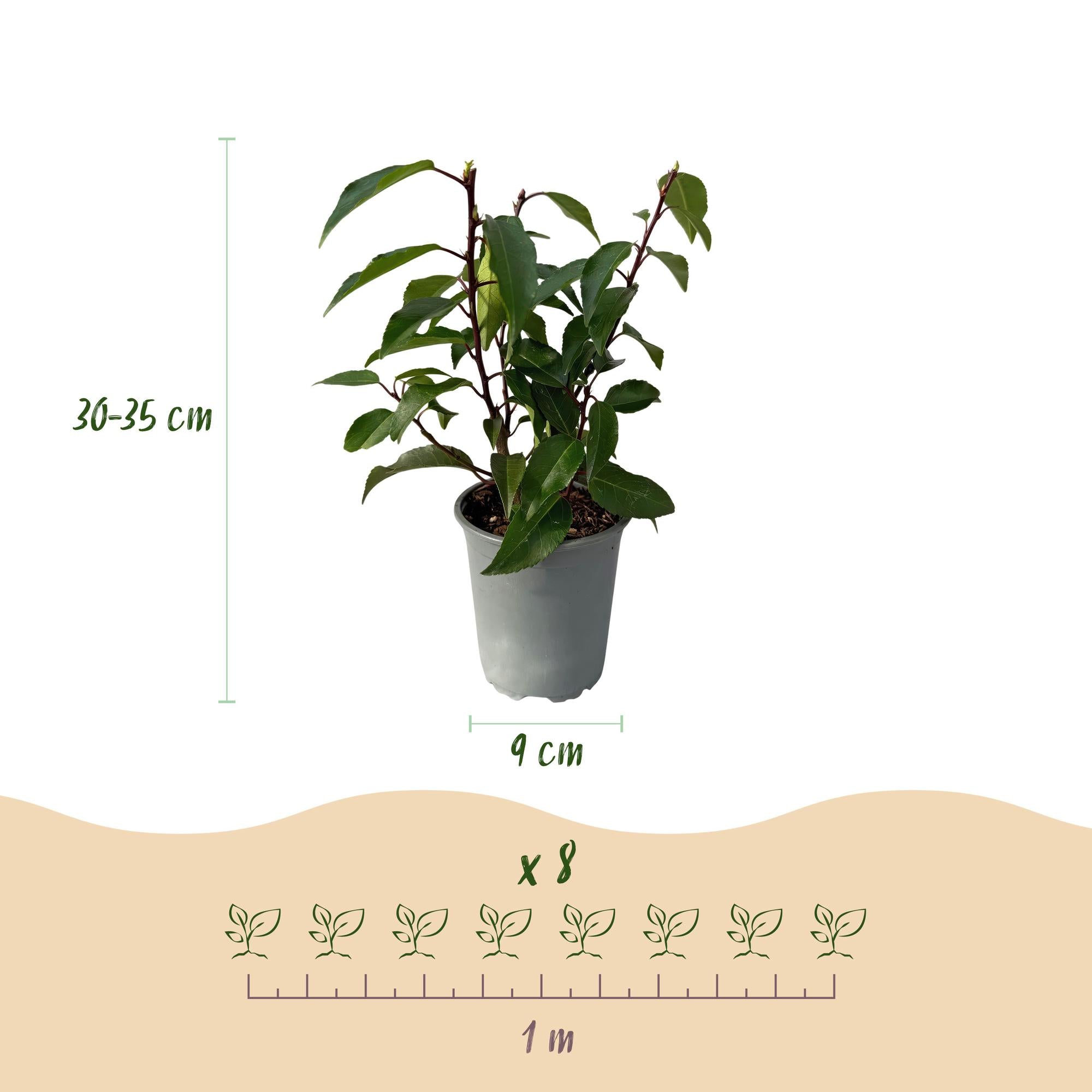 Prunus Lusitanica 'Angustifolia' – Portuguese laurel cherry