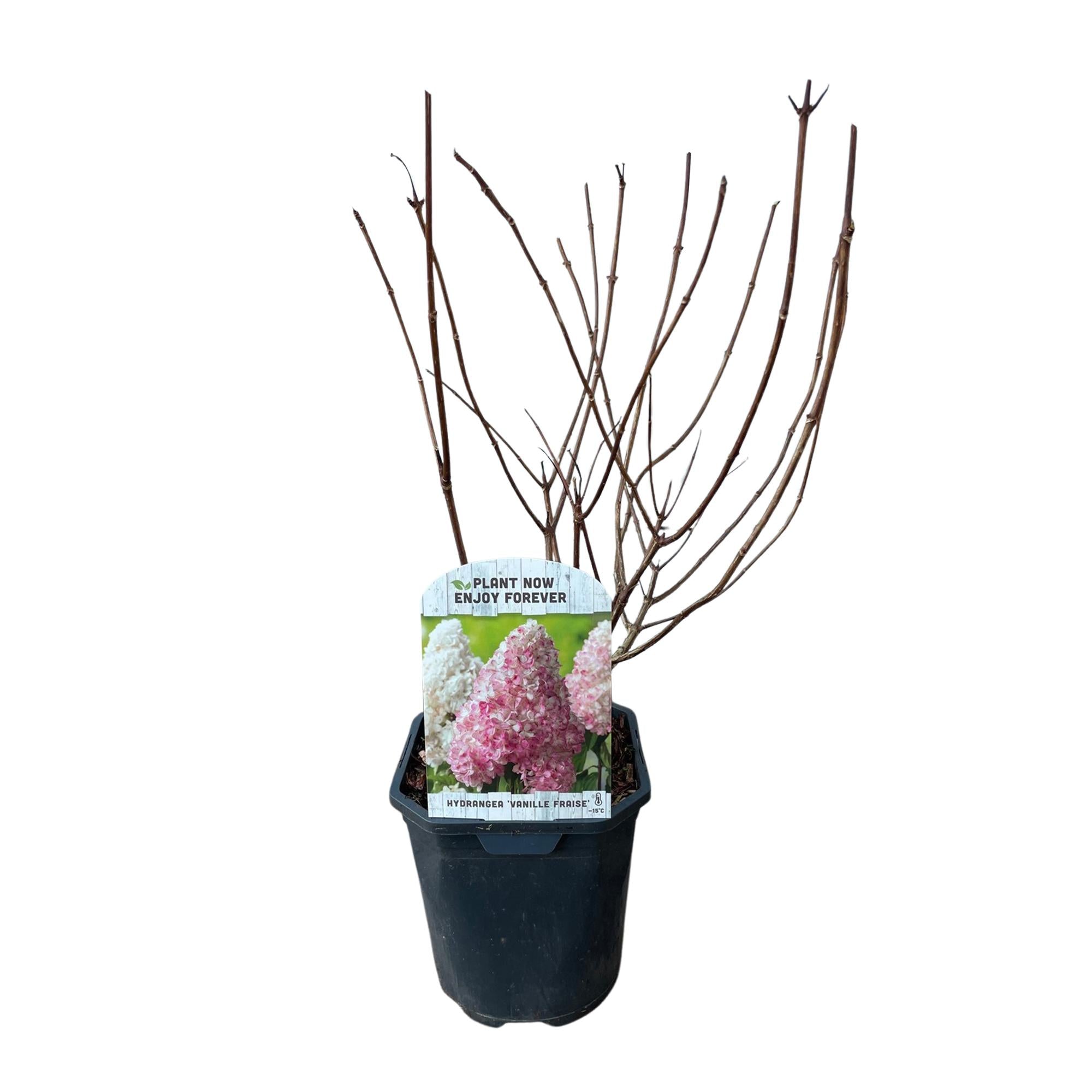 Rispenhortensie ‘Vanille Fraise’ – laubabwerfend, große weiß-rosa Blüten, 17 cm Topf, 50 cm hoch