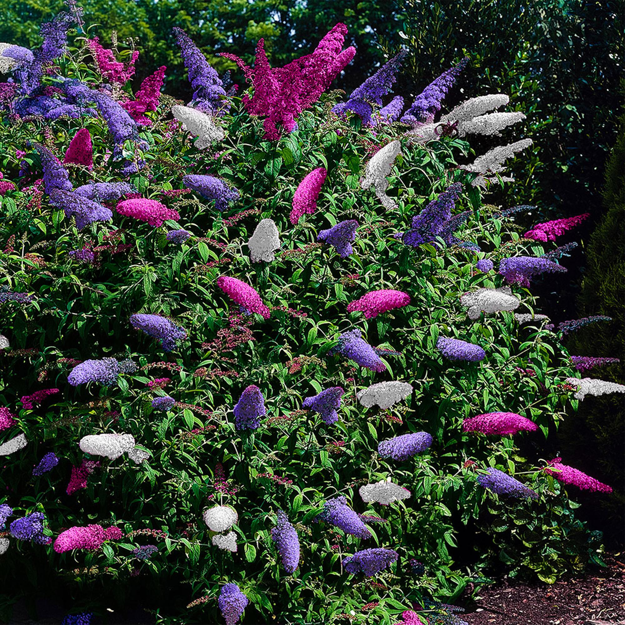 Butterfly bush 'Tricolour' – flowers in pink, white and purple, attracts butterflies, 3 plants, 17 cm pot