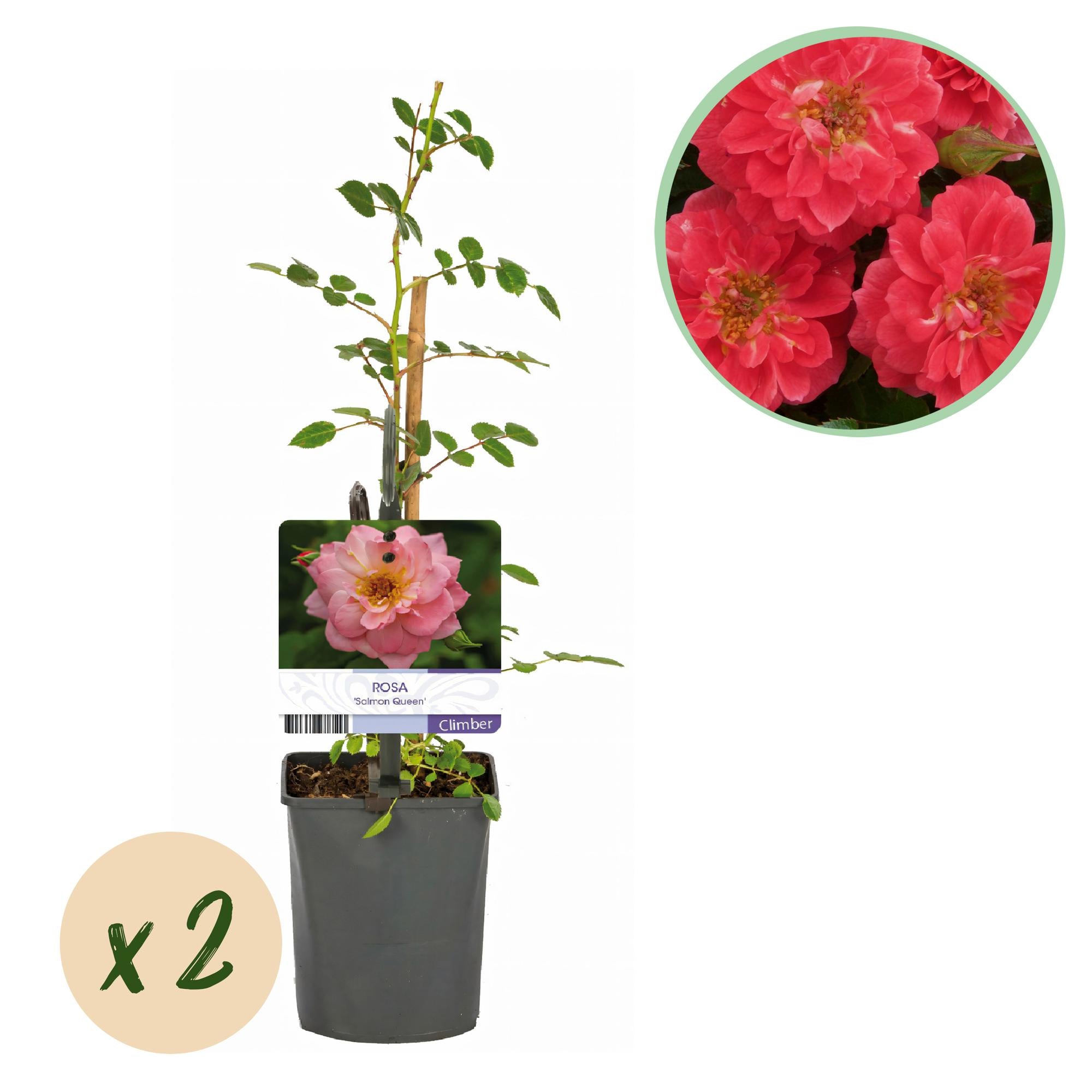 Rosa 'Salmon Queen' – climbing rose, salmon pink, easy to care for, 2 plants in 11 cm pots, 40 cm tall
