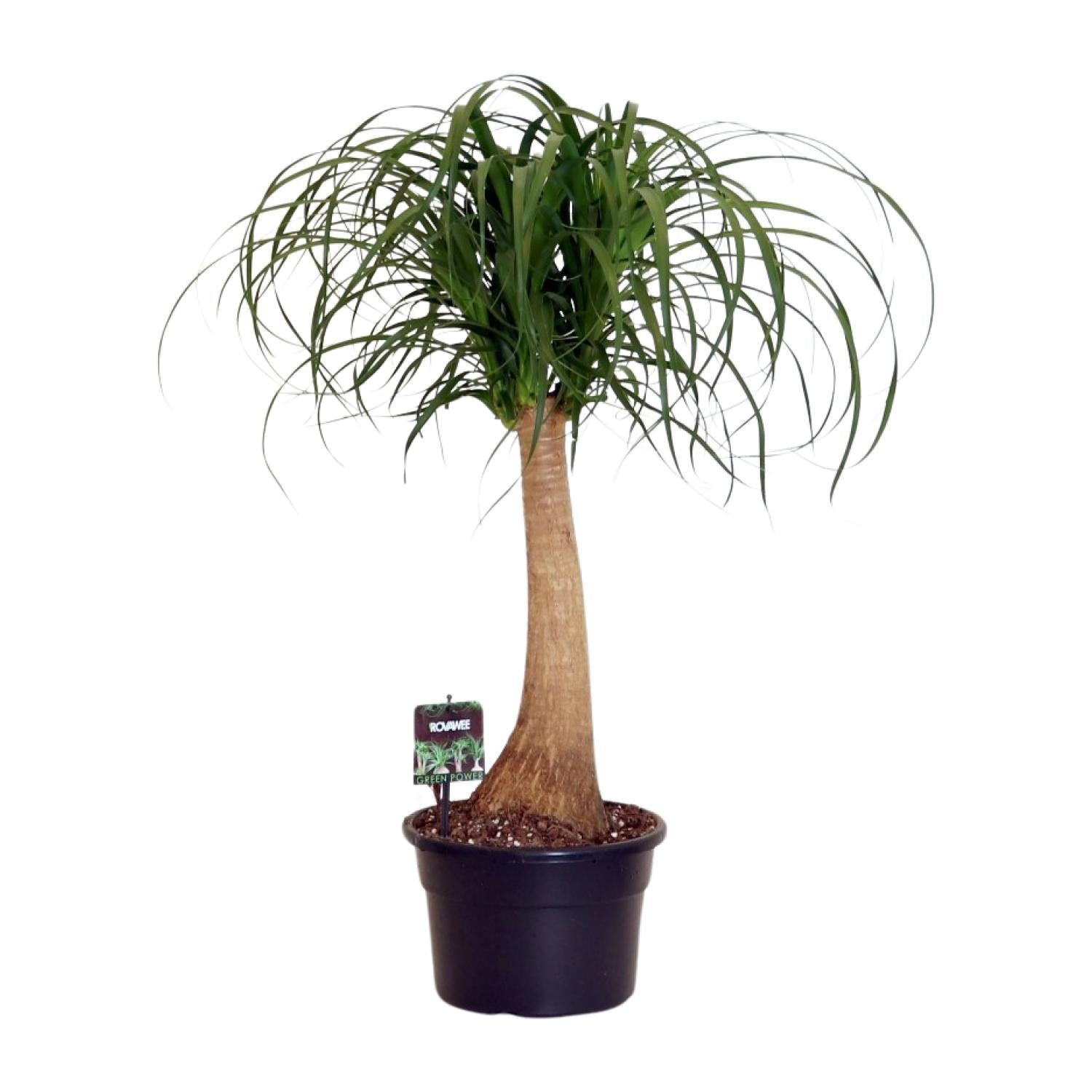 Beaucarnea Nolina – Olifantspoot - 60-80 cm