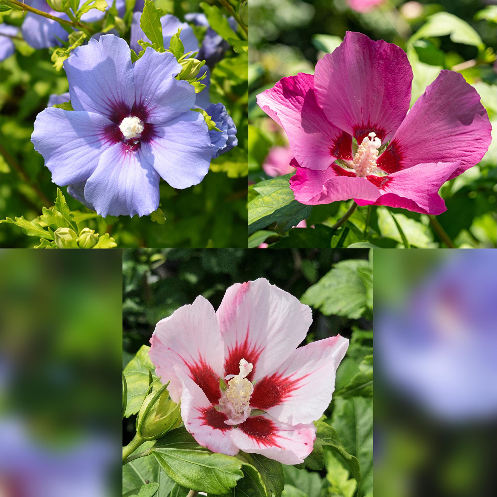 Hibiscus syriacus ‘Tricolour’ – Stämmchen für Terrasse und Garten, 19 cm Topf, 90 cm Höhe
