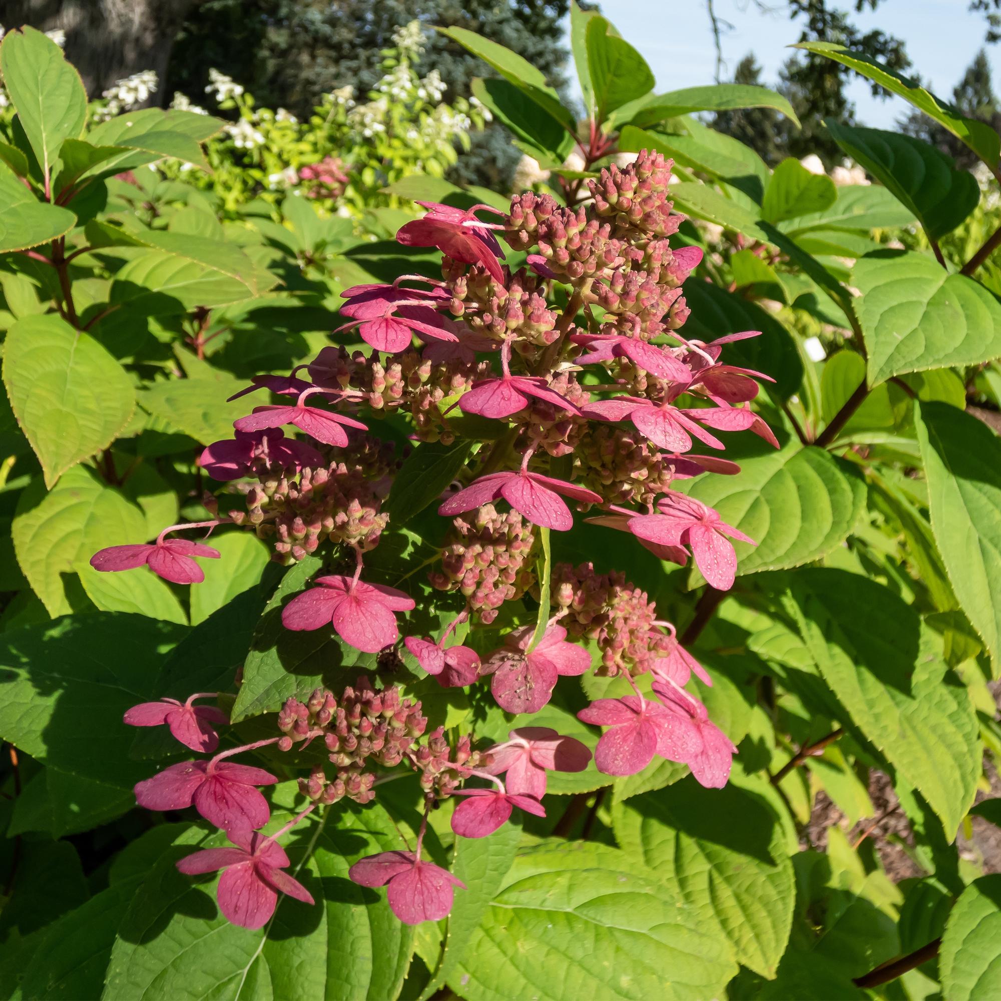 Panicle hydrangea 'Wims Red' – large, two-tone flowers (white-red), 17 cm pot, 50 cm tall