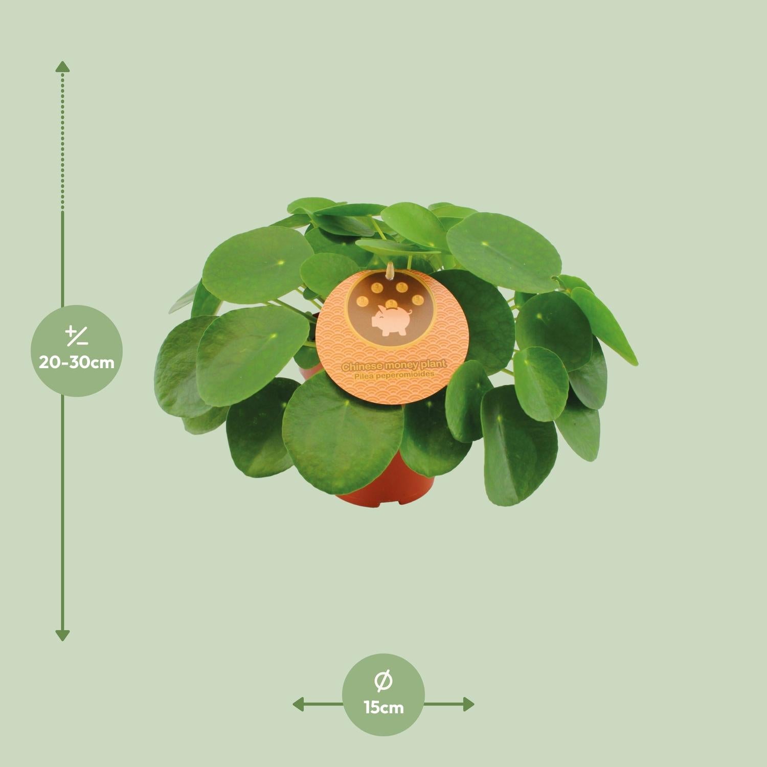 Pilea Peperomioides – Chinesischer Geldbaum - 15-30 cm