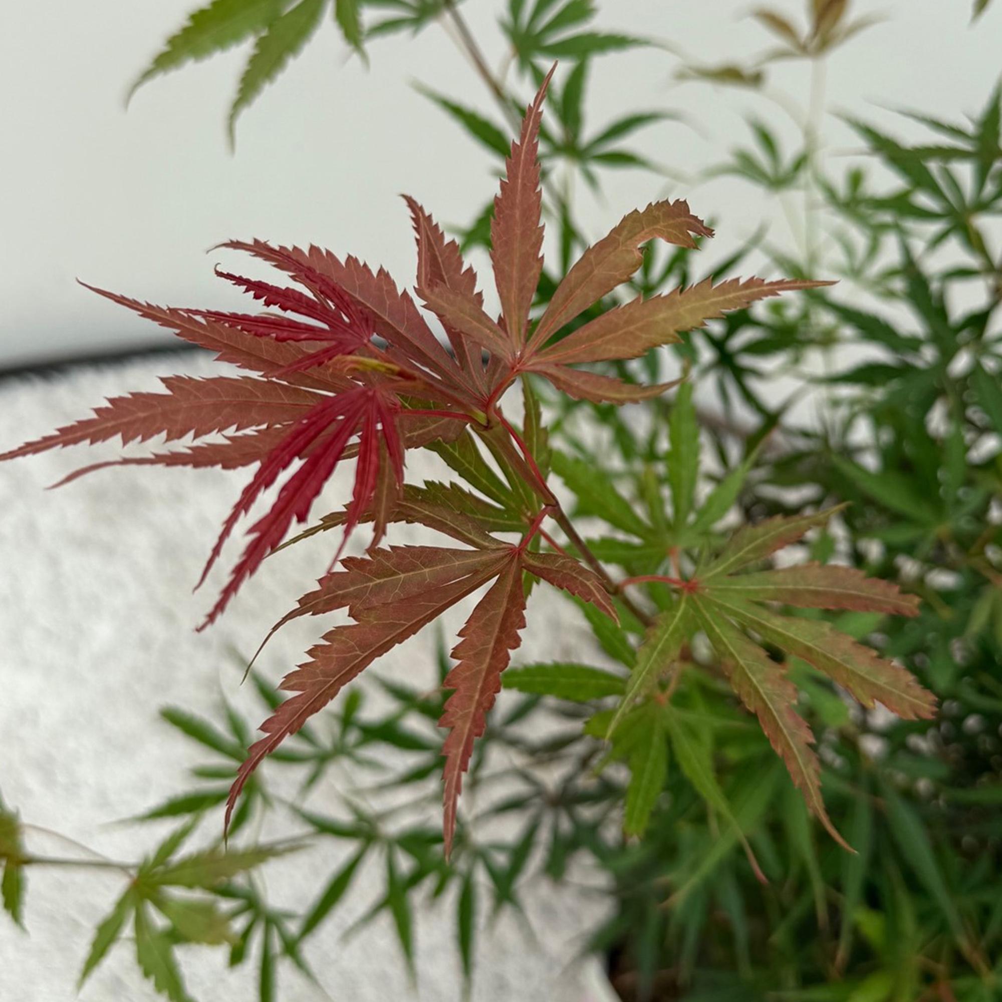 Japanese maple 'Jerre Schwartz' – compact ornamental maple, dark red foliage, 70 cm tall