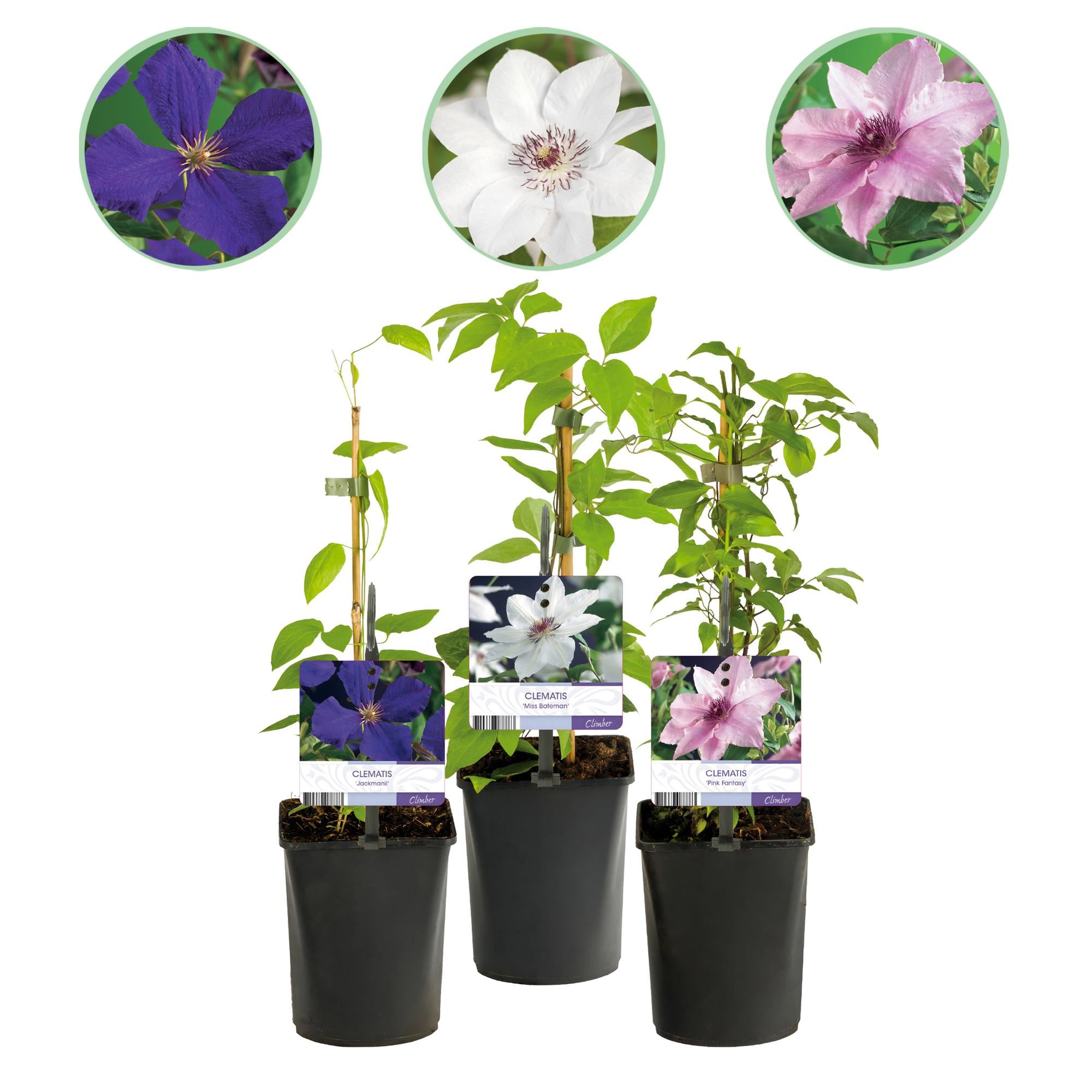 Climbing plant Clematis 'Tricolour' – Pink-white-purple flowers, 3 plants, 11 cm pot, approx. 40 cm tall