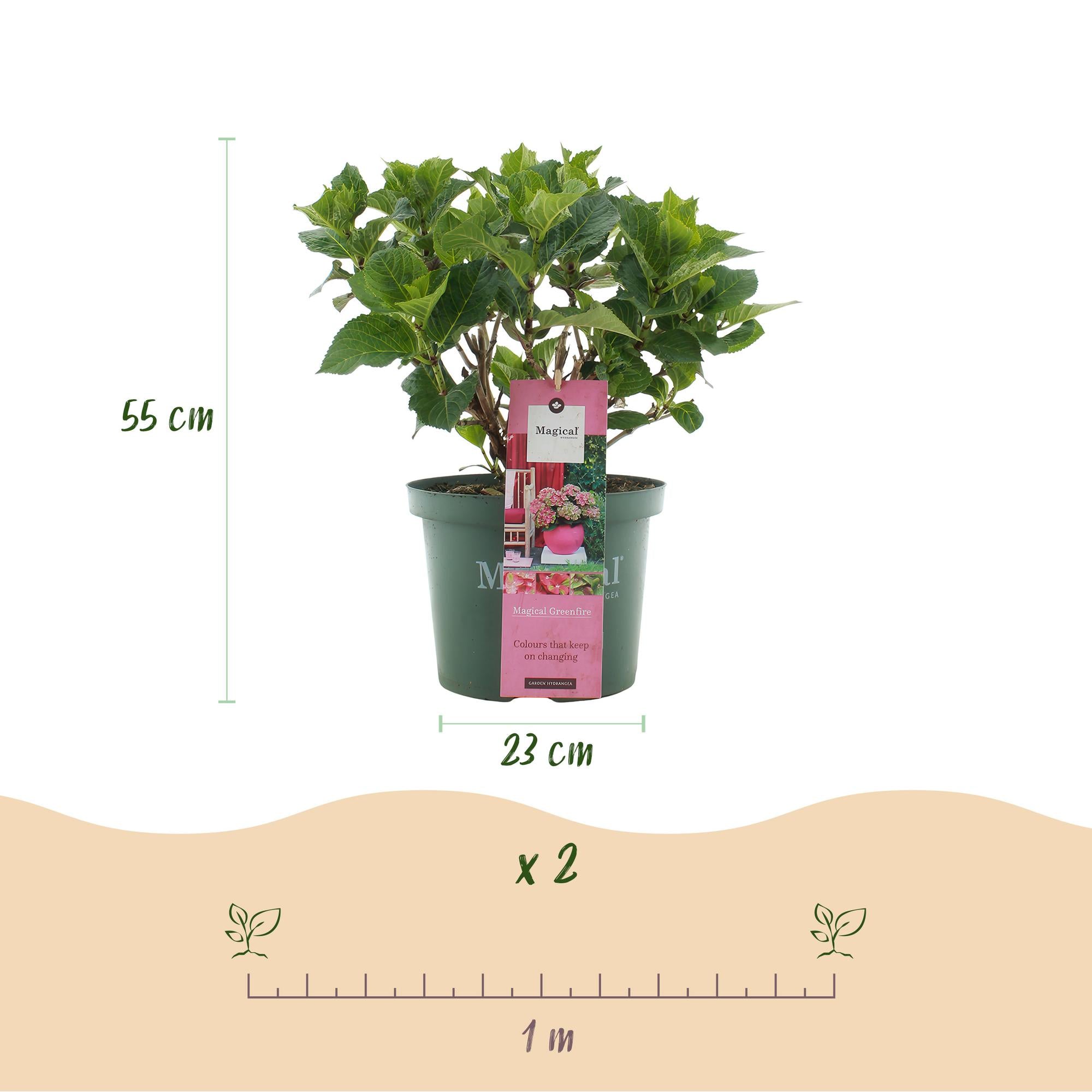 Balcony plant Hydrangea 'Magical Green Fire' – 6–10 flowers, pink-green, 23 cm pot, 55 cm high