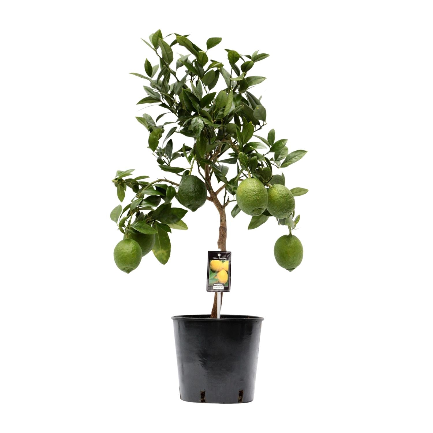 Citroenboom (Citrus lemon) – 35–80 cm