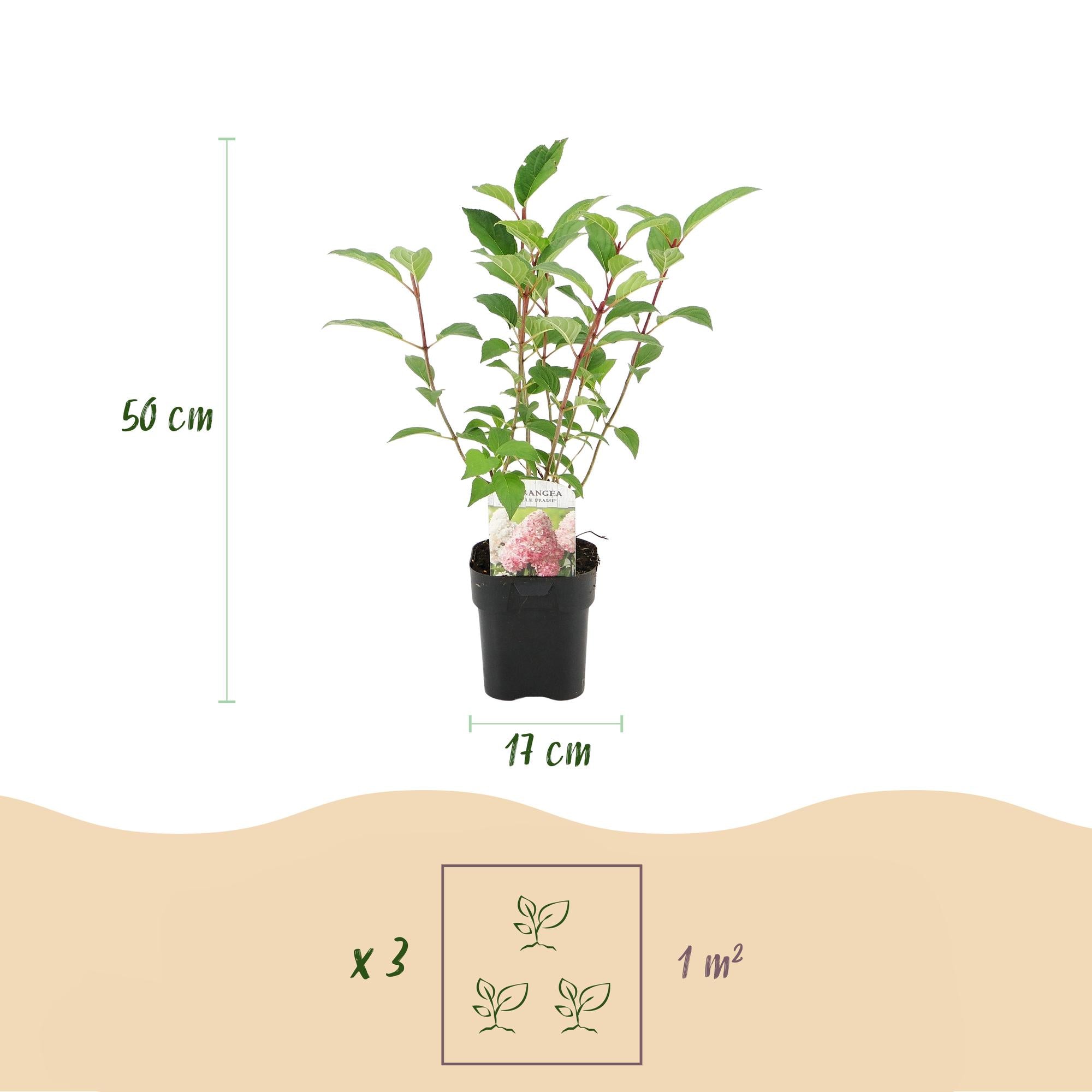 Rispenhortensie ‘Vanille Fraise’ – laubabwerfend, große weiß-rosa Blüten, 17 cm Topf, 50 cm hoch