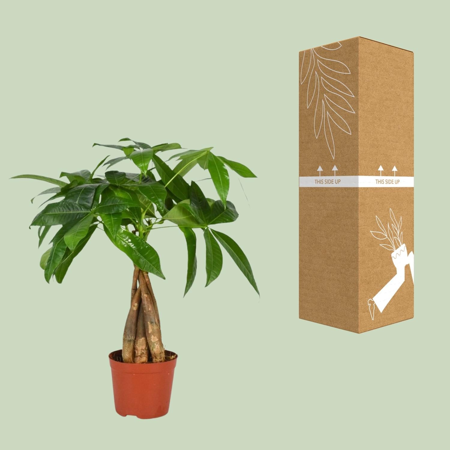 Pachira Aquatica – Money Tree - 35-120 cm