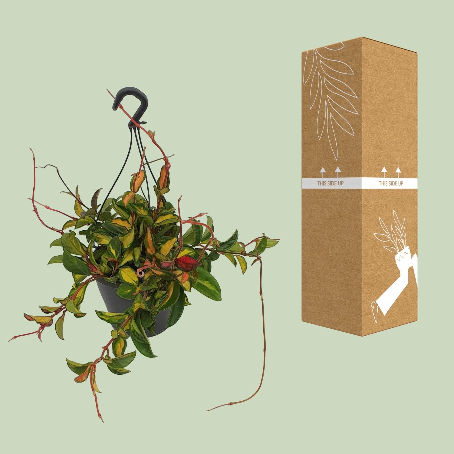 Hoya Carnosa 'Tricolor' – Wasbloem - pot 19 cm, hoogte 20 cm