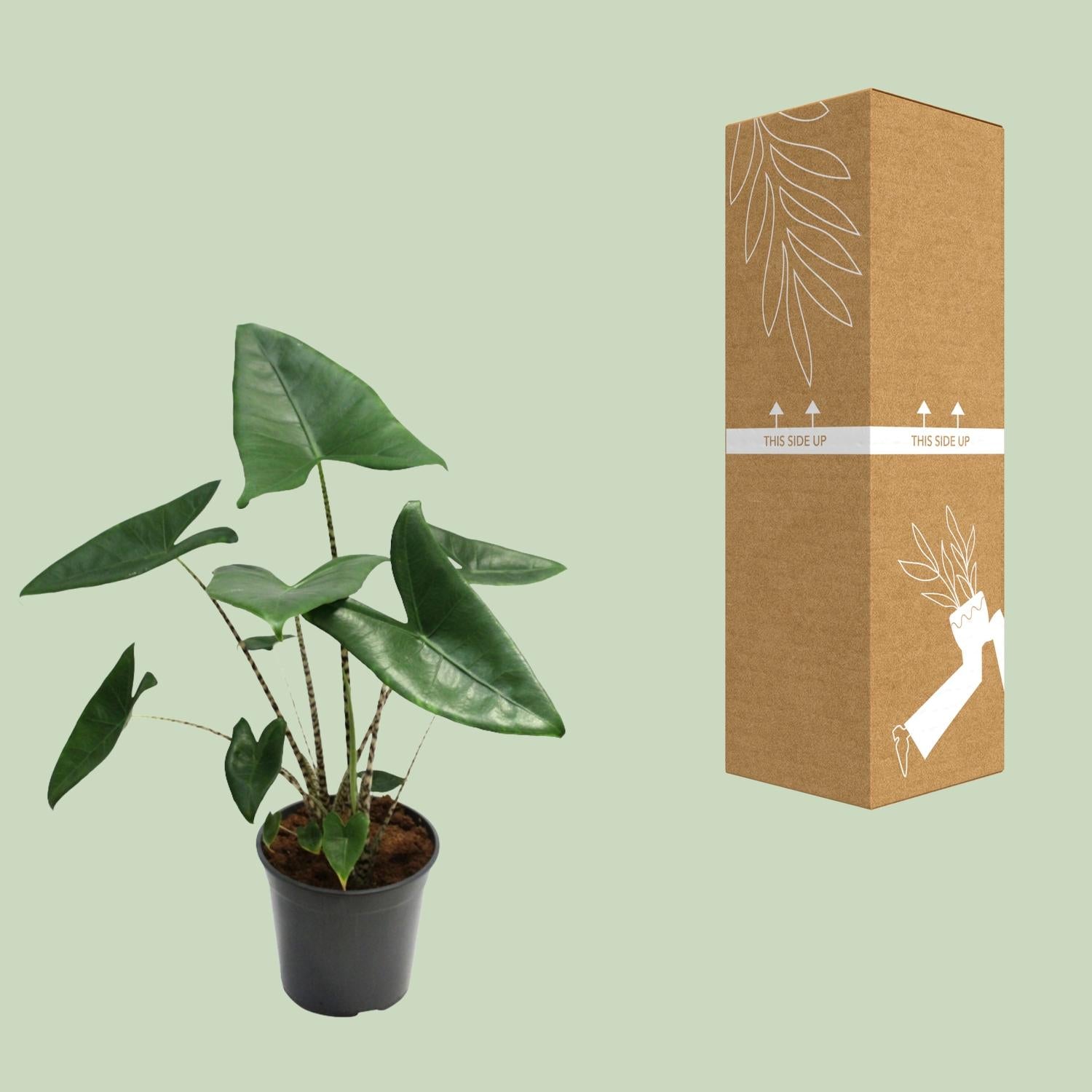 Alocasia Zebrina – Zebraleiter-Pfeilblatt - 75-80 cm