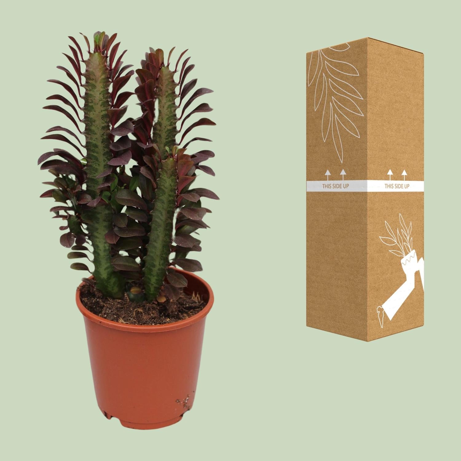 Euphorbia Trigona Rubra – Red African Milk Tree - 40-70 cm