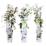 Set of 3 Trachelospermum Mix – evergreen climbing plants, 15 cm pot, 65 cm tall