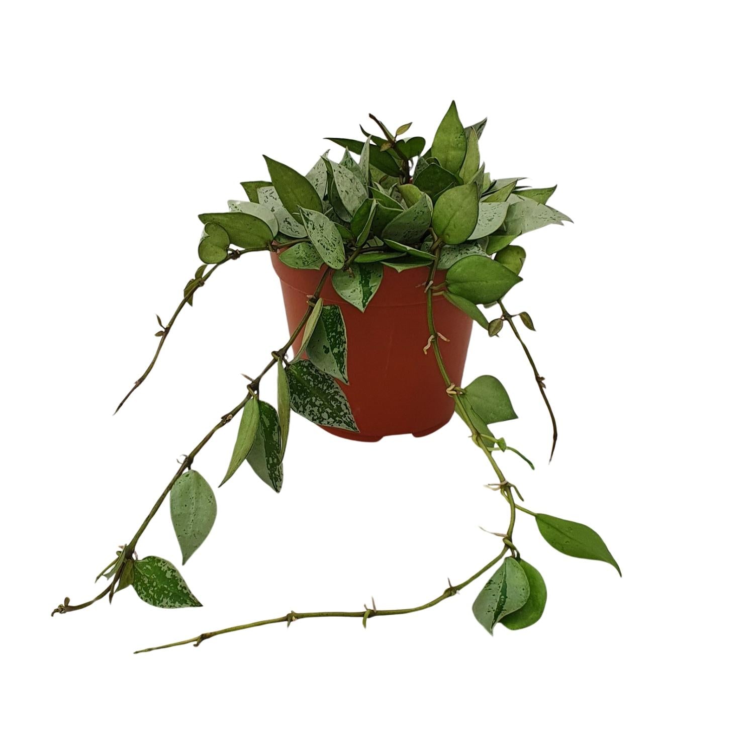 Hoya Krohniana 'Eskimo' – Wasbloem - 12 cm pot, 15 cm hoog