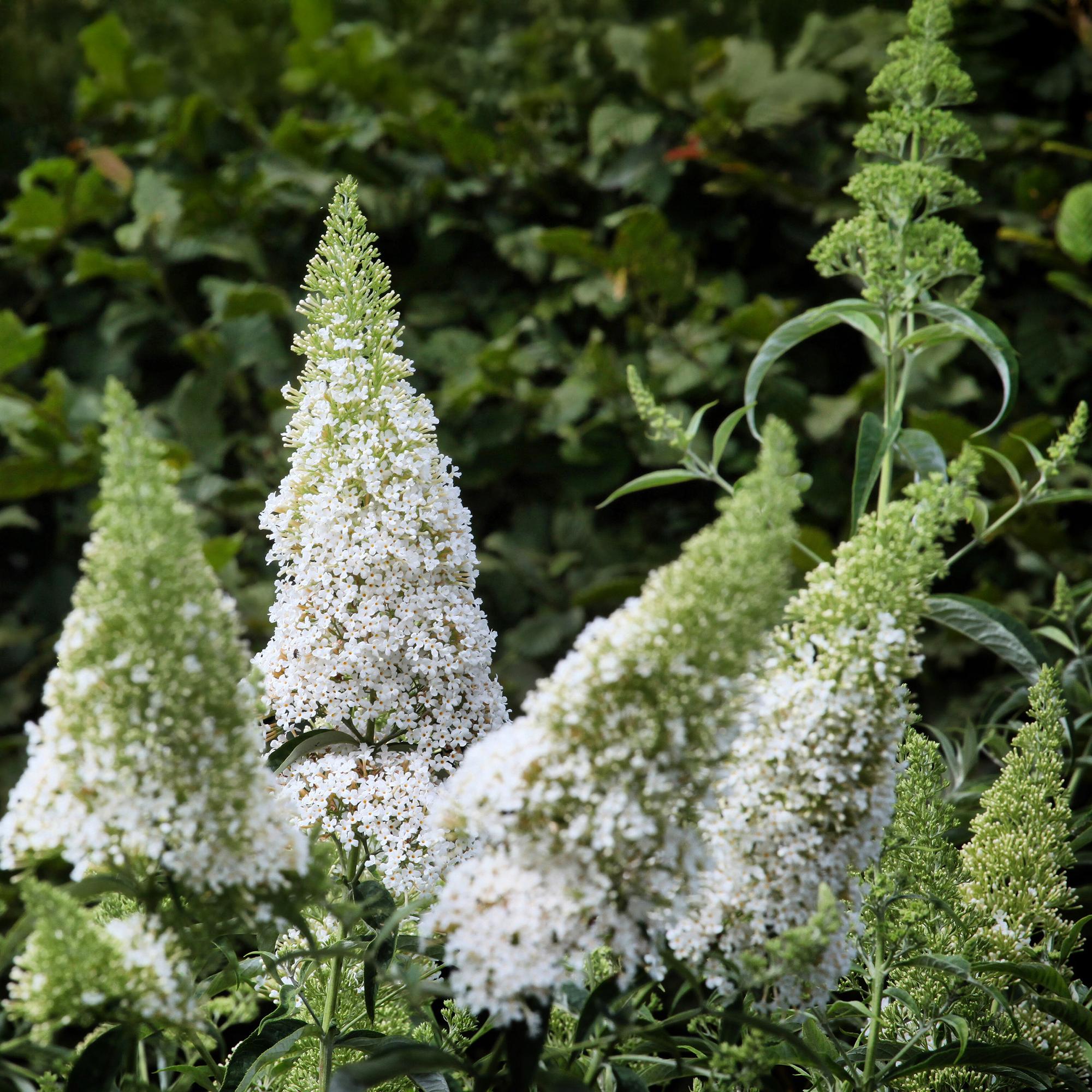 Butterfly bush 'White Profusion' – 1 plant, white flowering, 17 cm pot, 25 cm tall