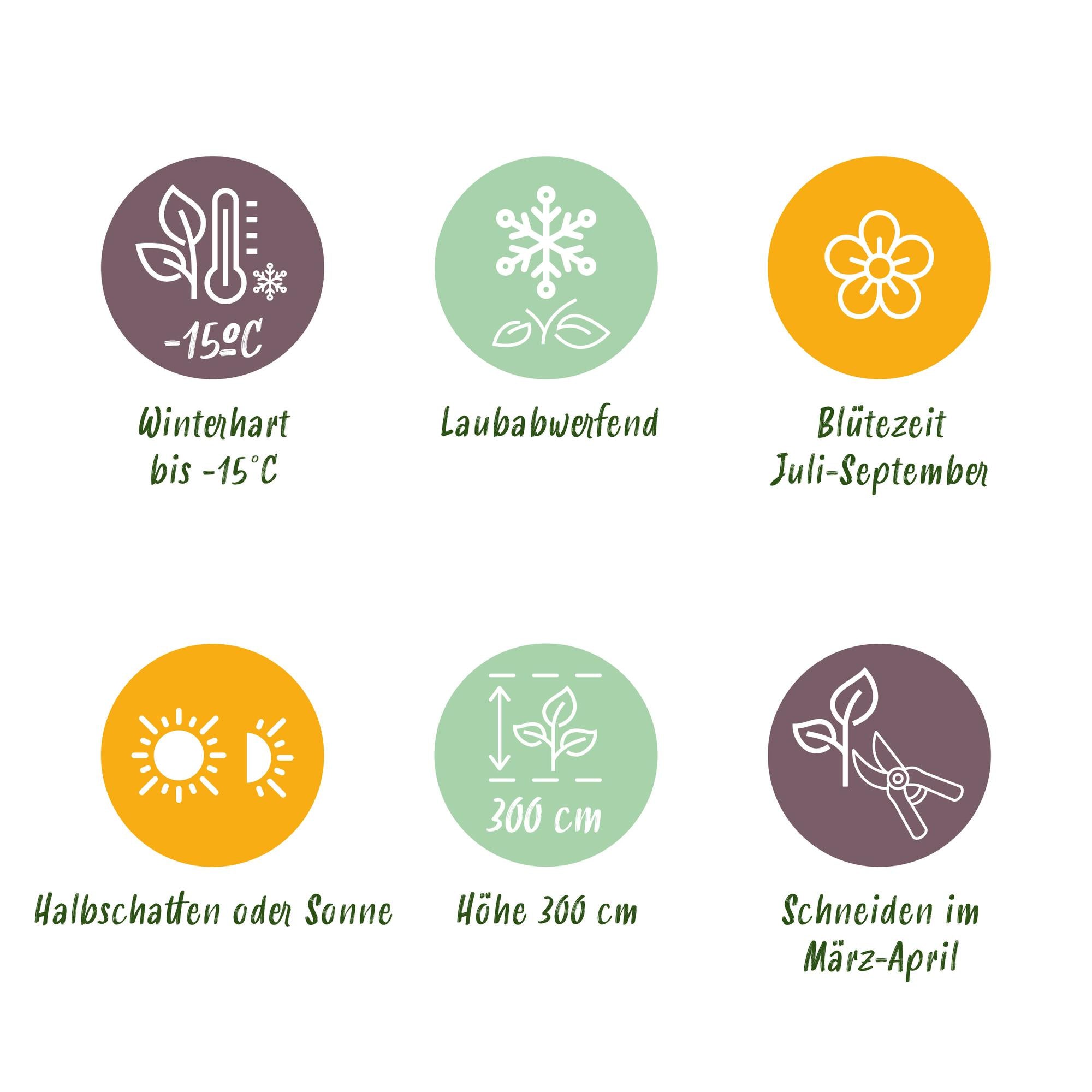 Gartenhibiskus ‘Oiseau Blue’ – blaue Blüten, 1 Pflanze, 17 cm Topf, 45 cm hoch