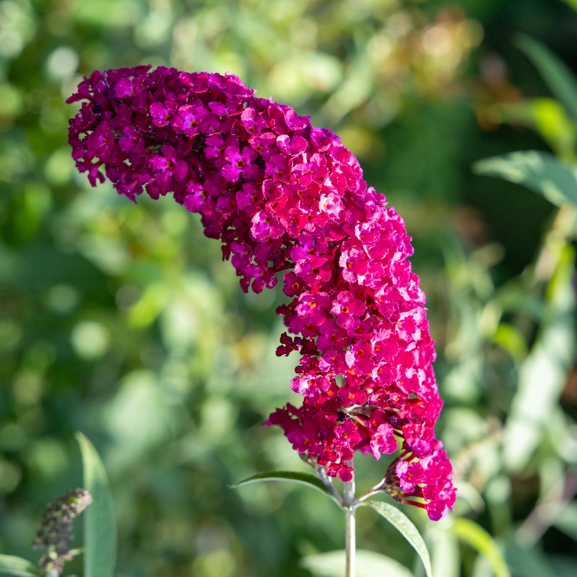 Butterfly bush 'Royal Red' – red flowering, 1 plant, 17 cm pot, 25 cm tall