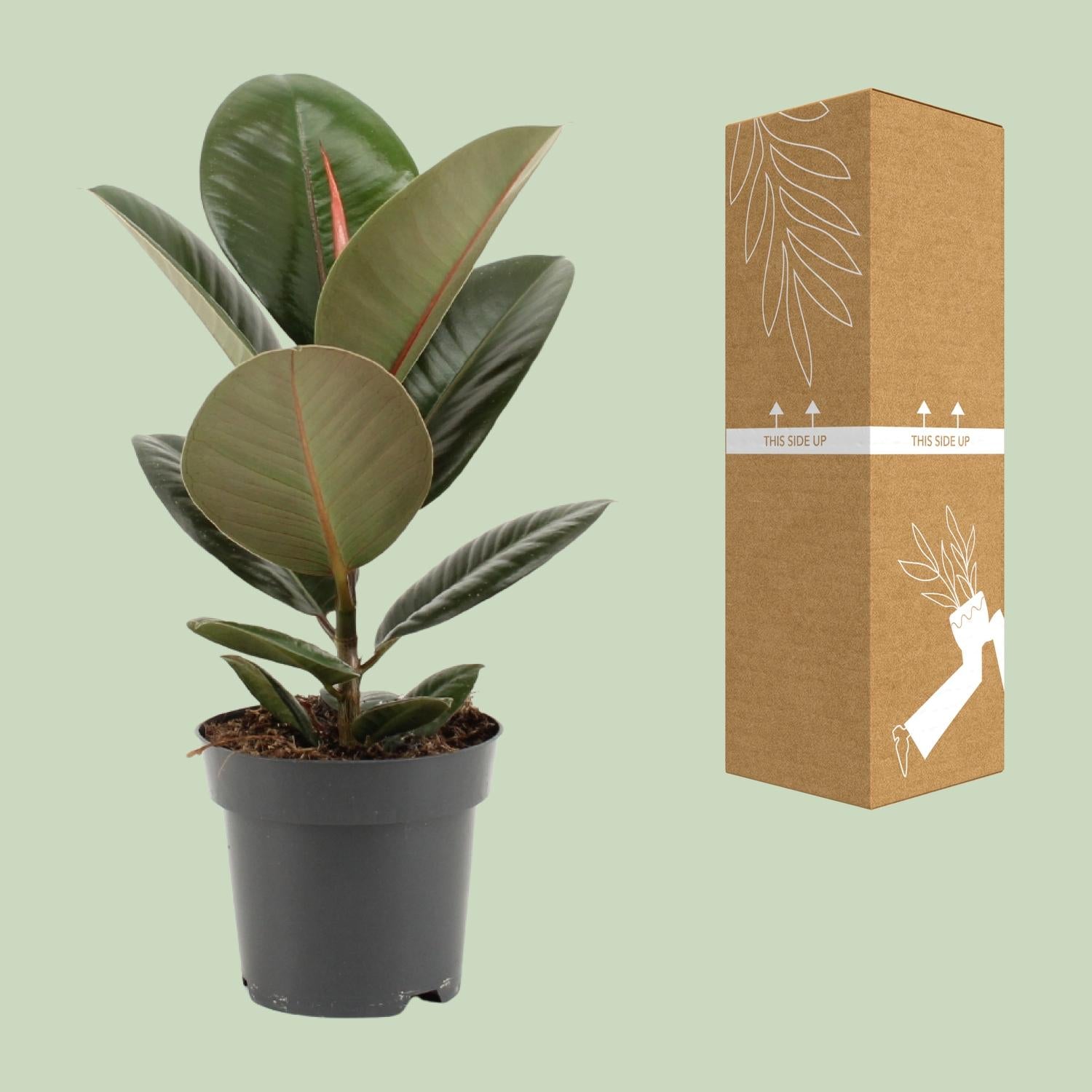 Ficus Elastica 'Robusta' – Rubber Tree - 35-85 cm