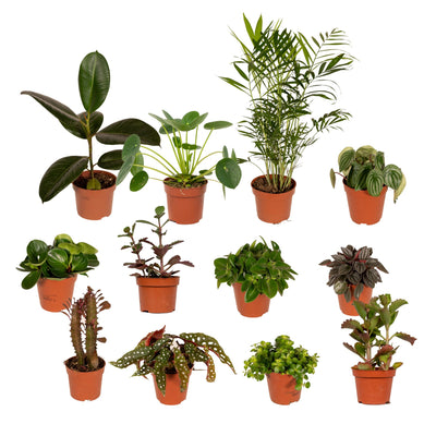 Outsider Box-Coffret Surprise-Assortiment de plantes uniques-8 à 12 plantes par coffret